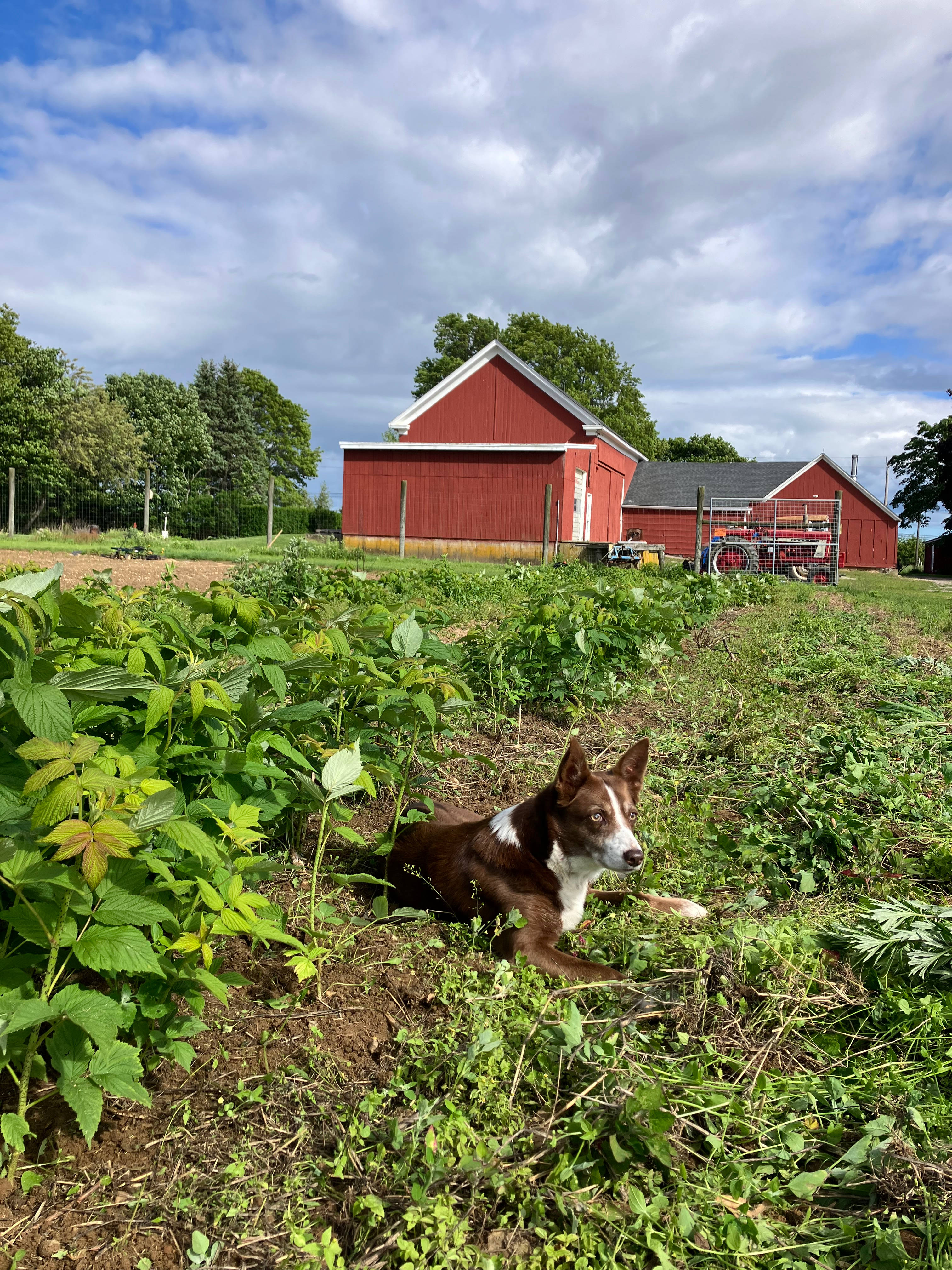 View of the back of the barn from the garden. 