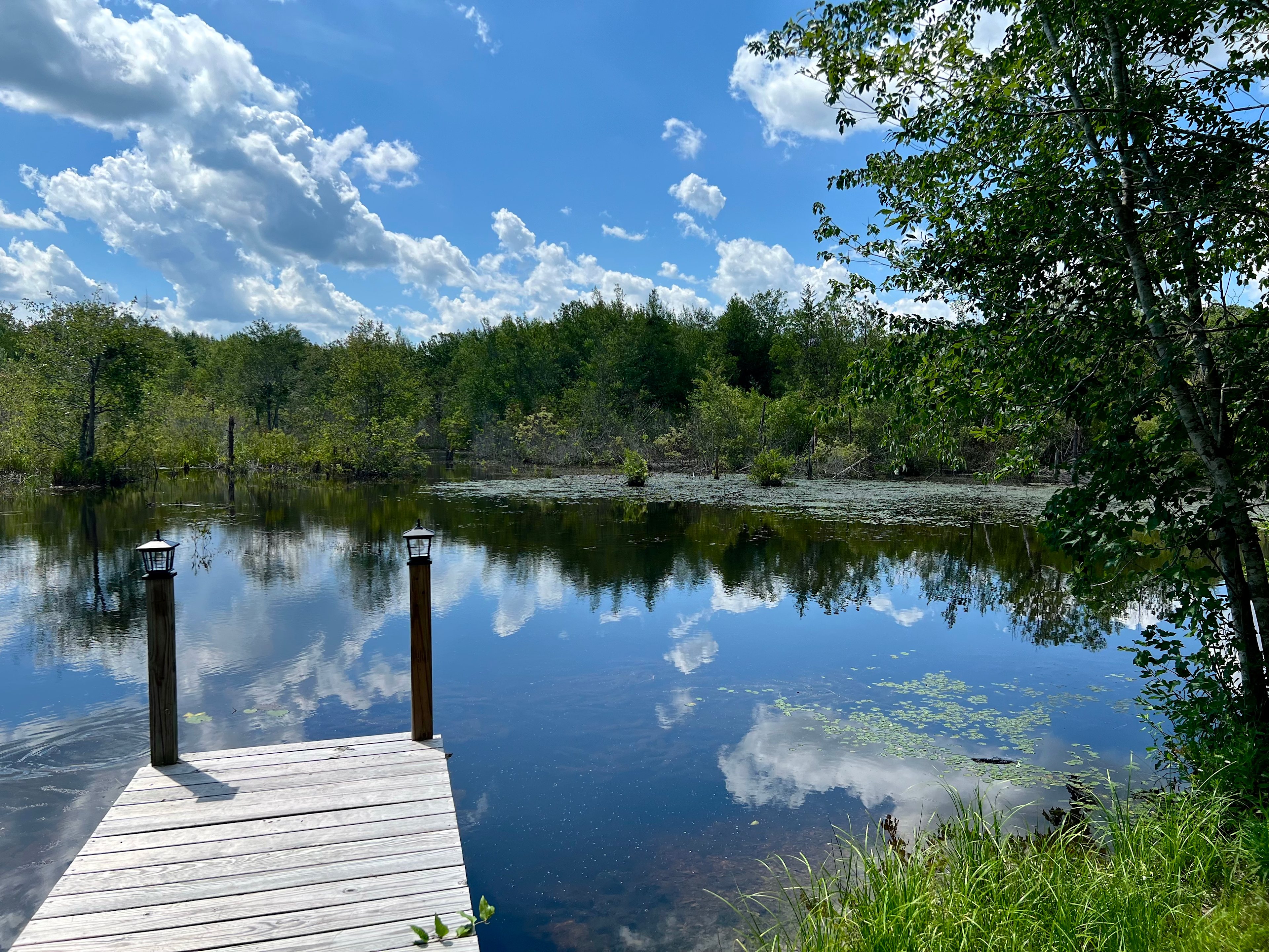 Lakefront Grove