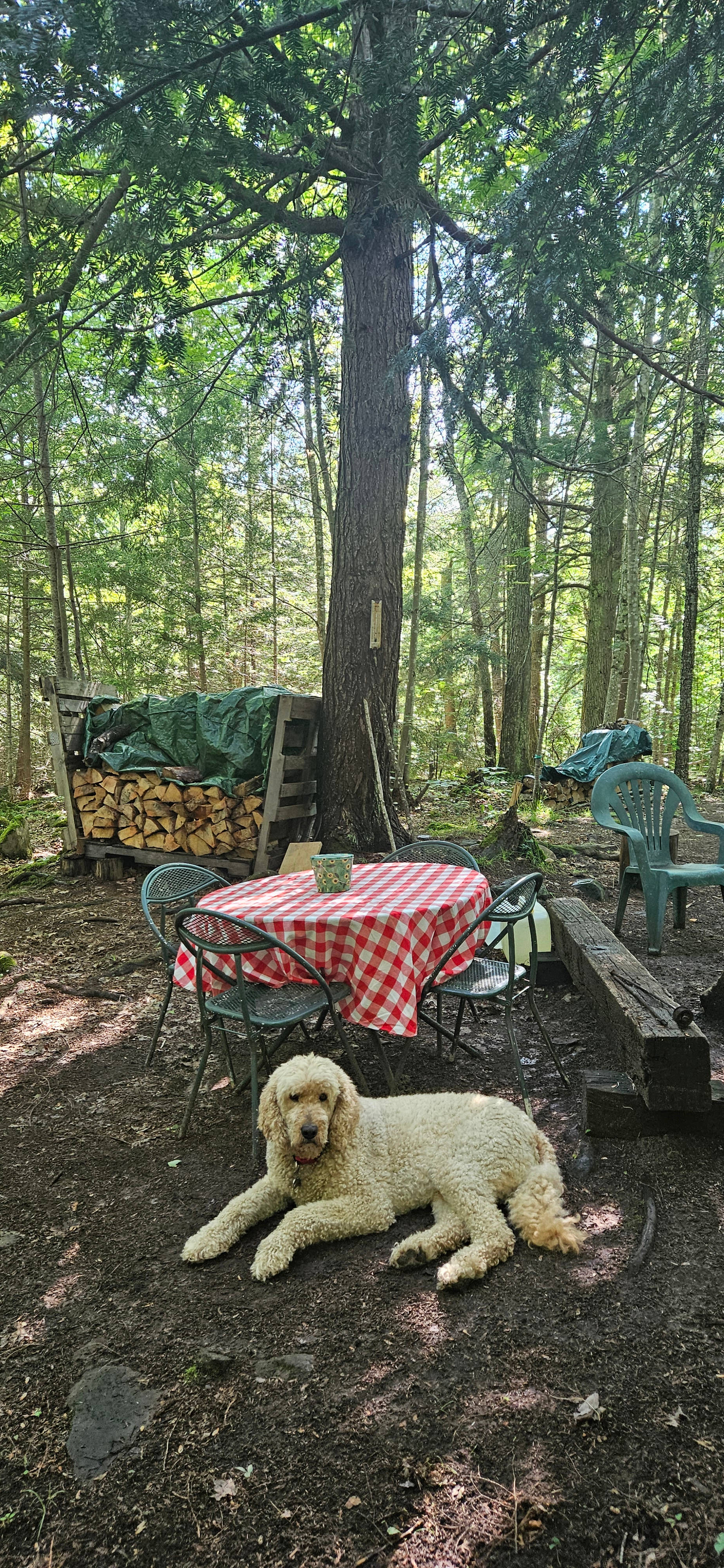 Wilderness Haven near Marquette Mi