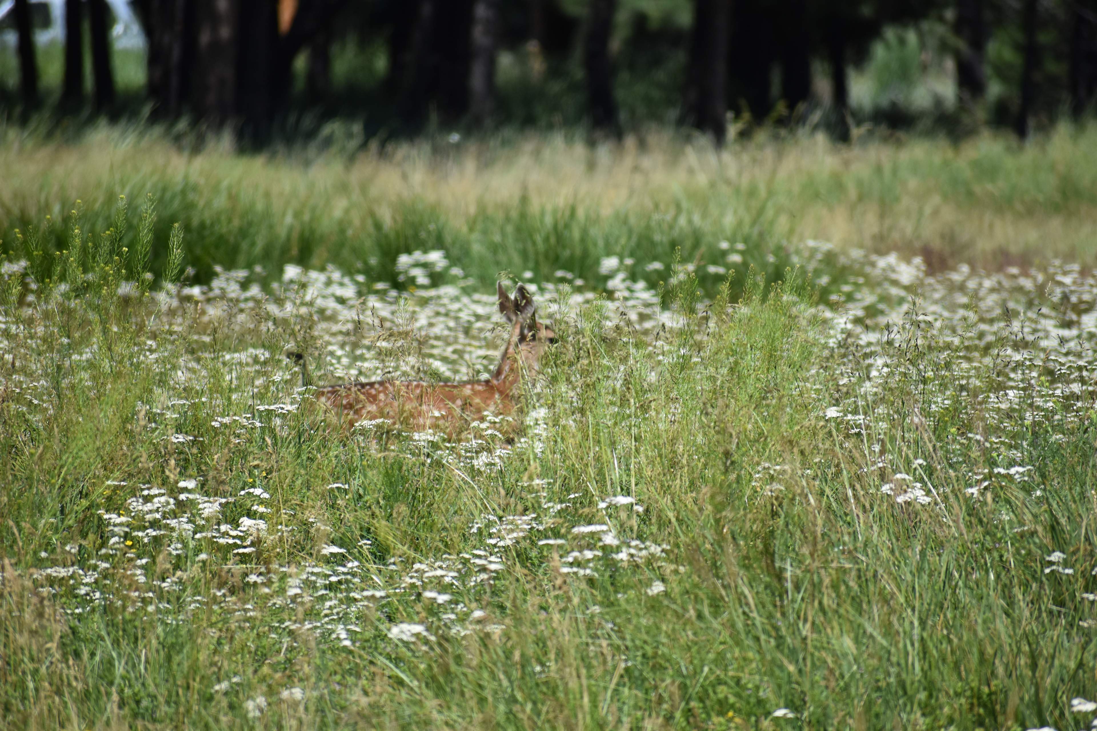 Keep your eyes peeled for fawns hiding in the meadow
