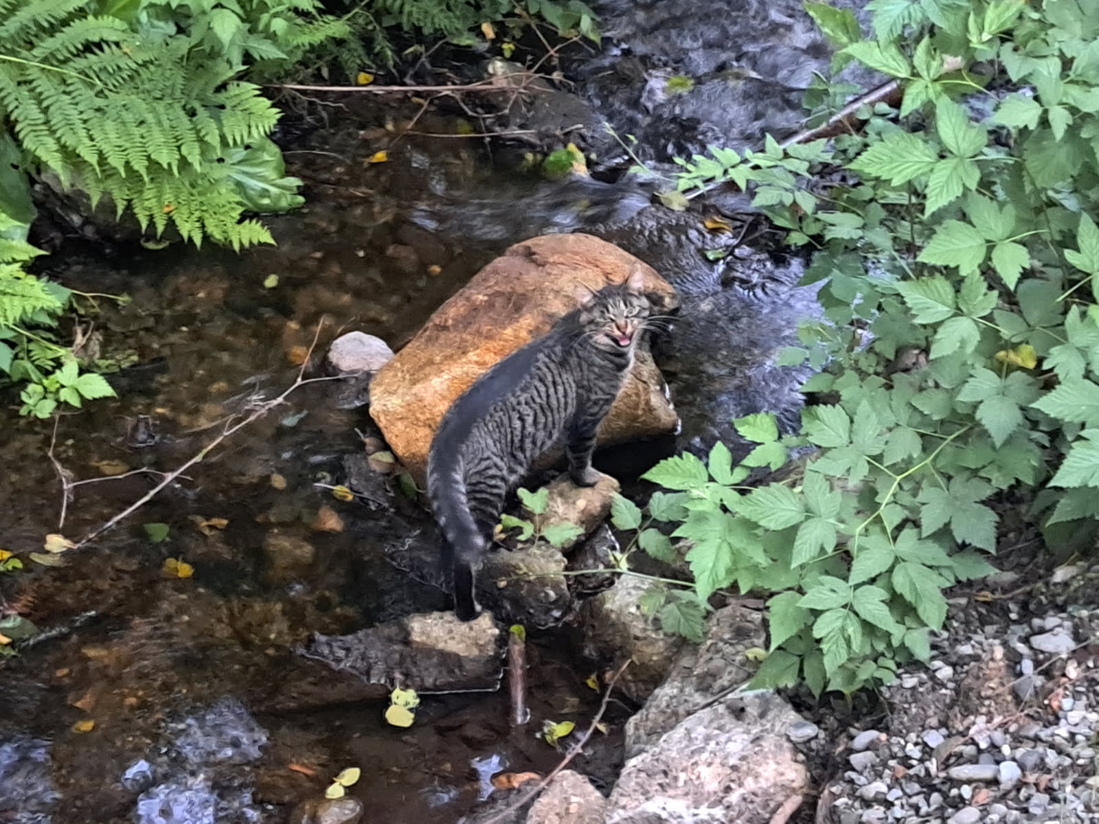 Catwalk Creek