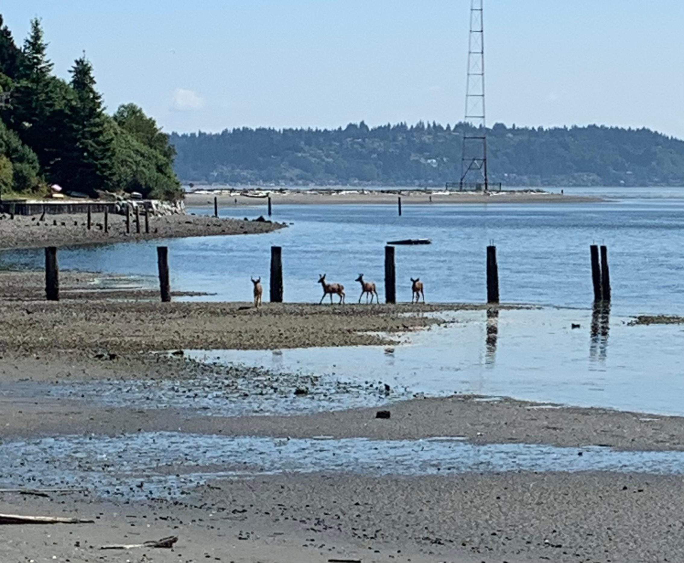 Closer view of KVI beach in the distance, plus some visitors at low tide.