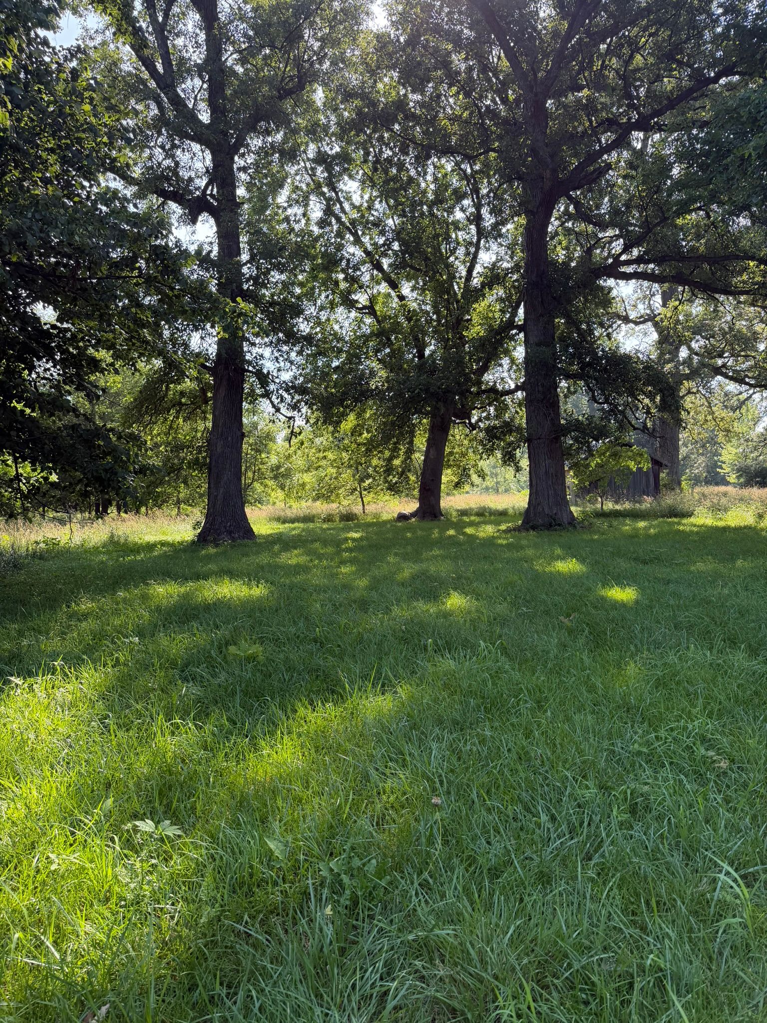 Shady Nook Farm