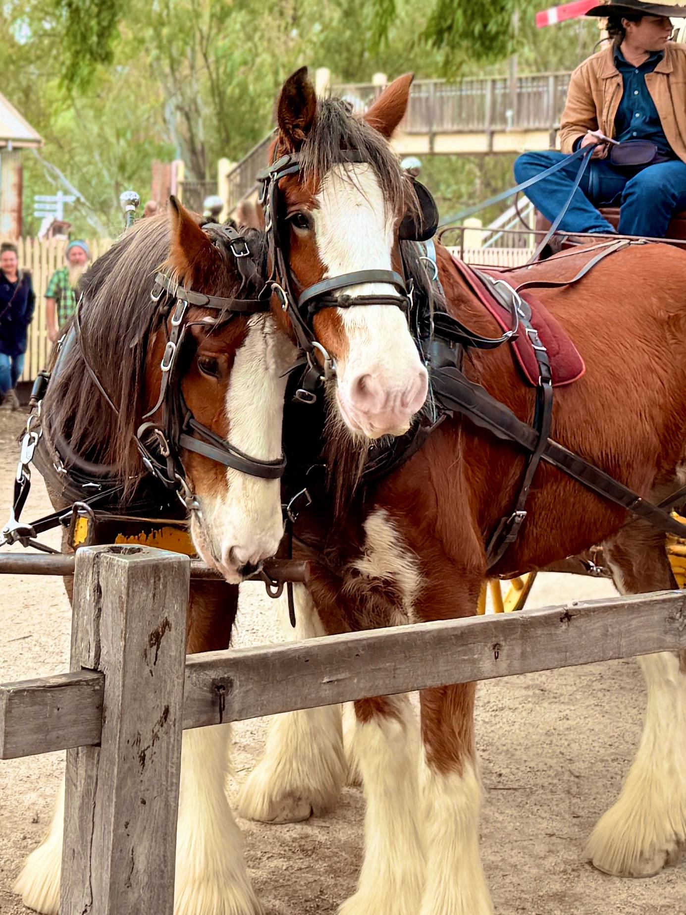 Radcliffe in Echuca