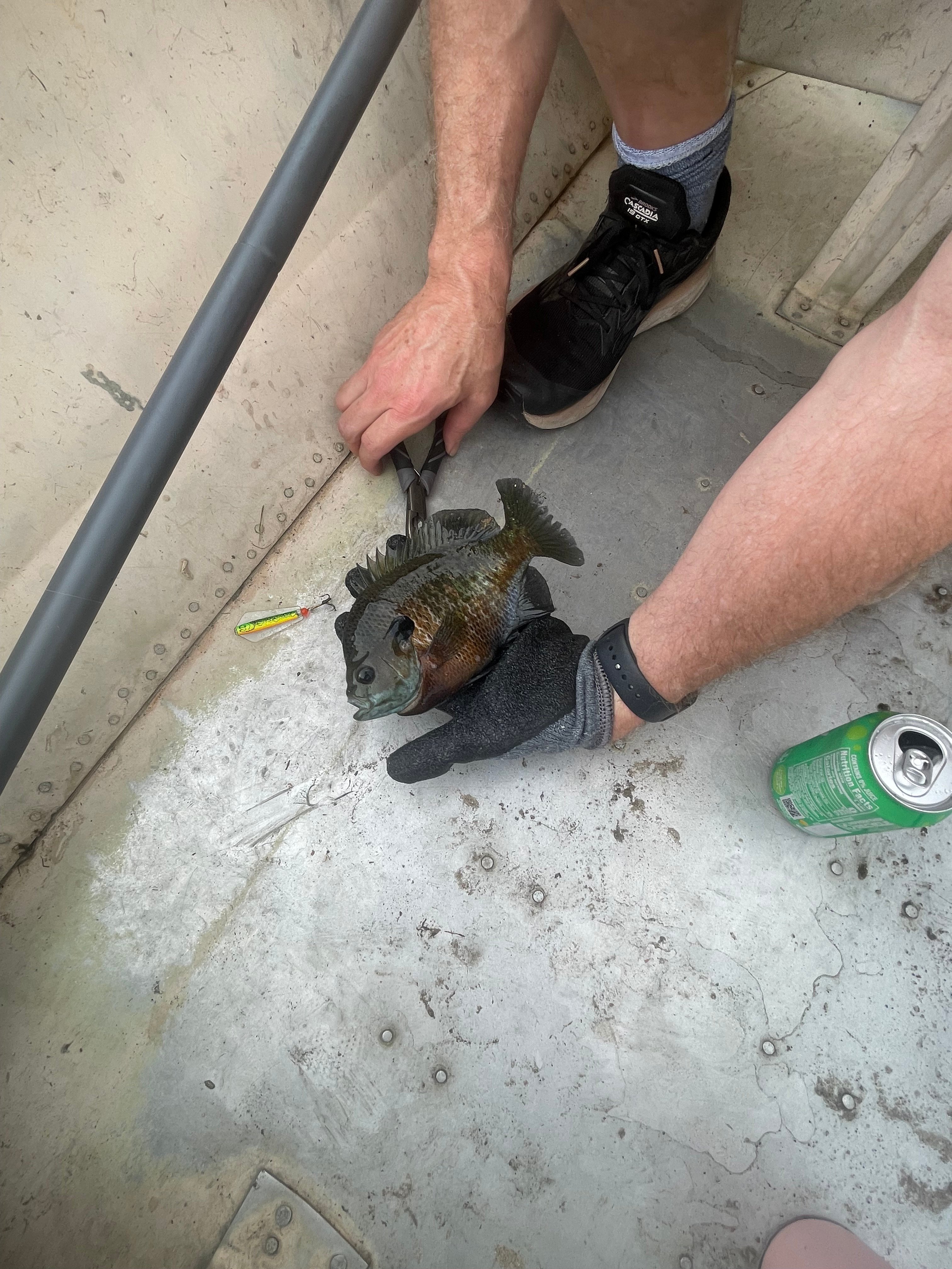 Blue Gill