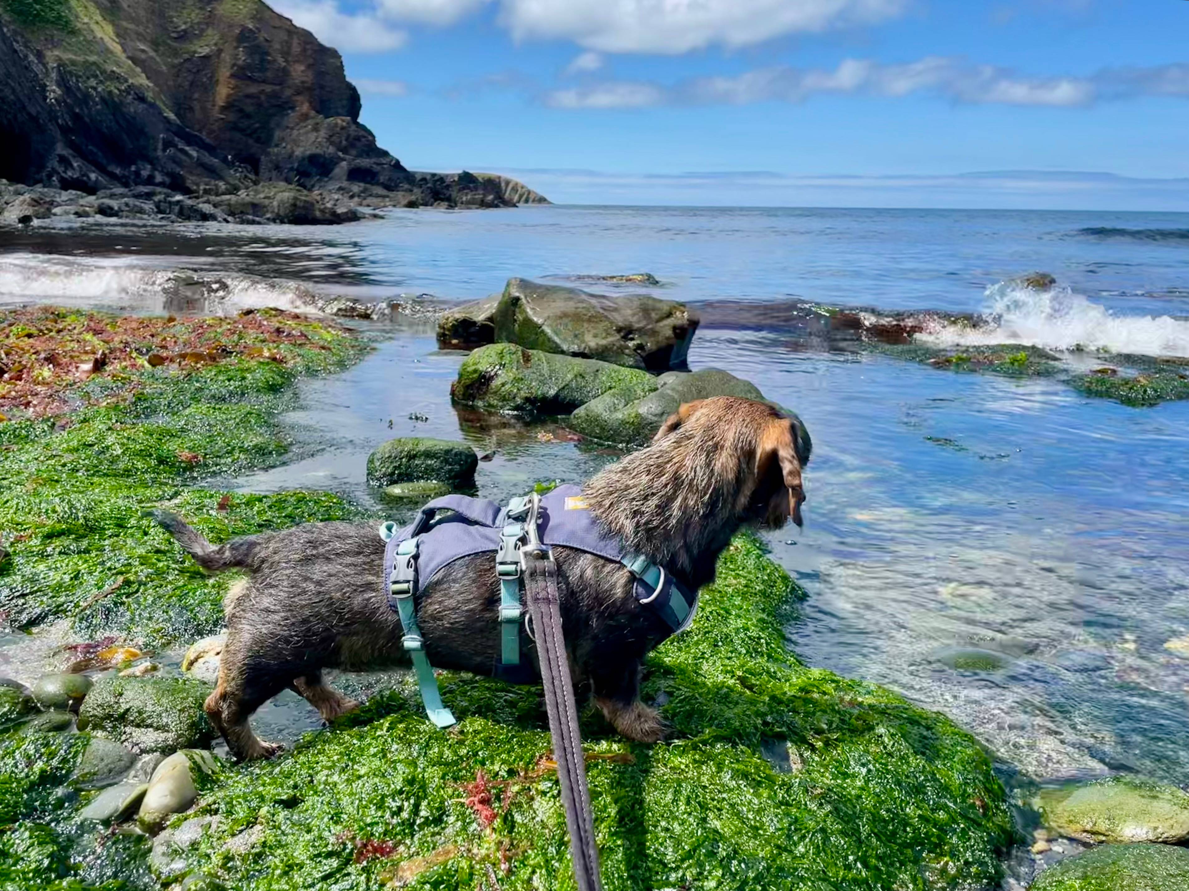 Ar y Mwny Camping Wild Wales