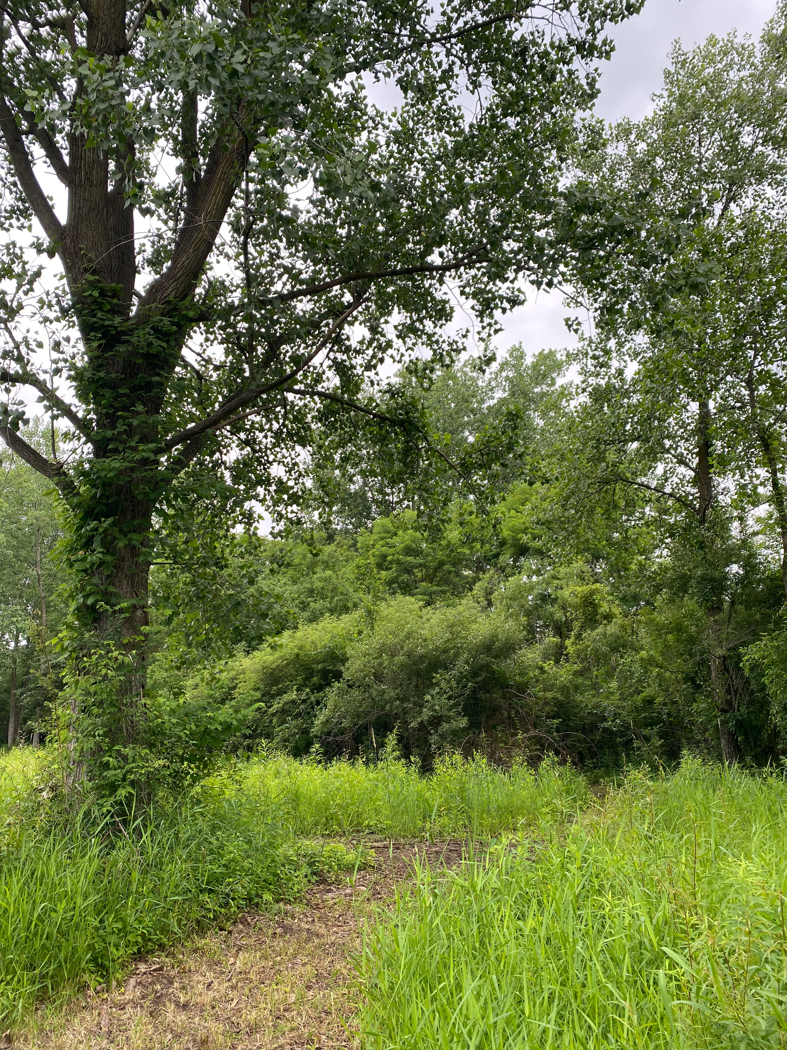Cattail Springs