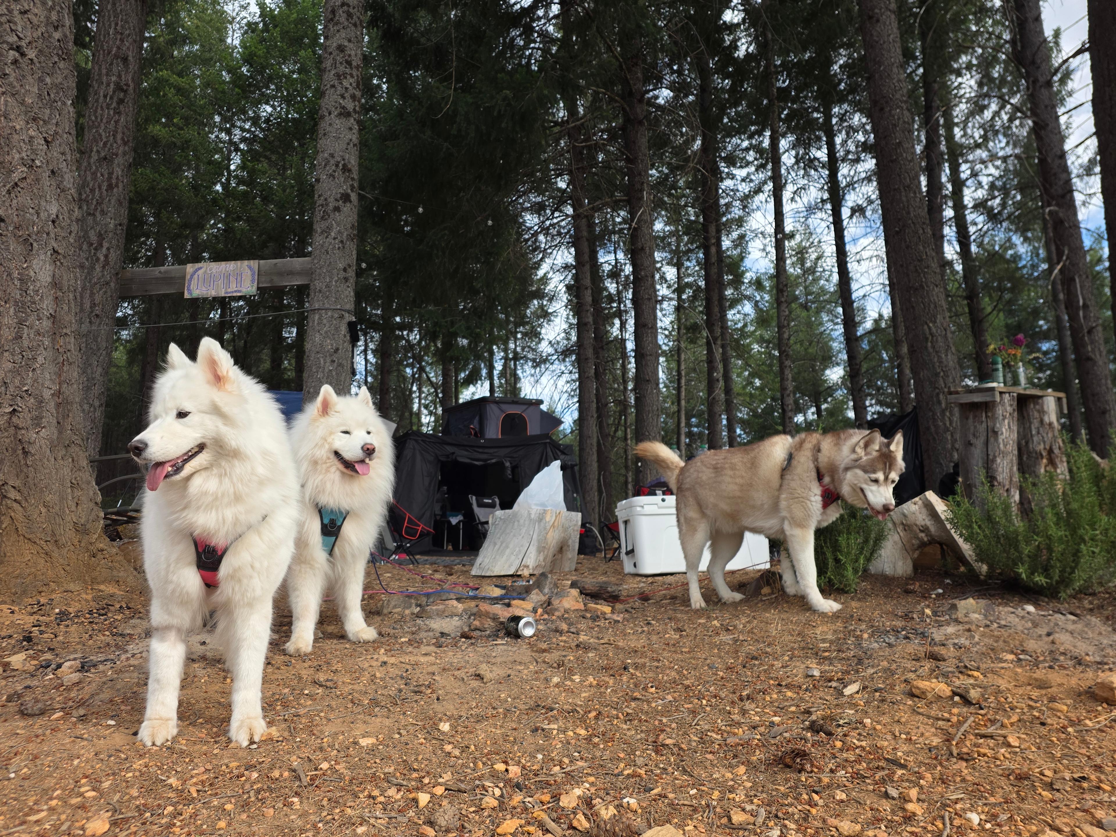Doggos approved