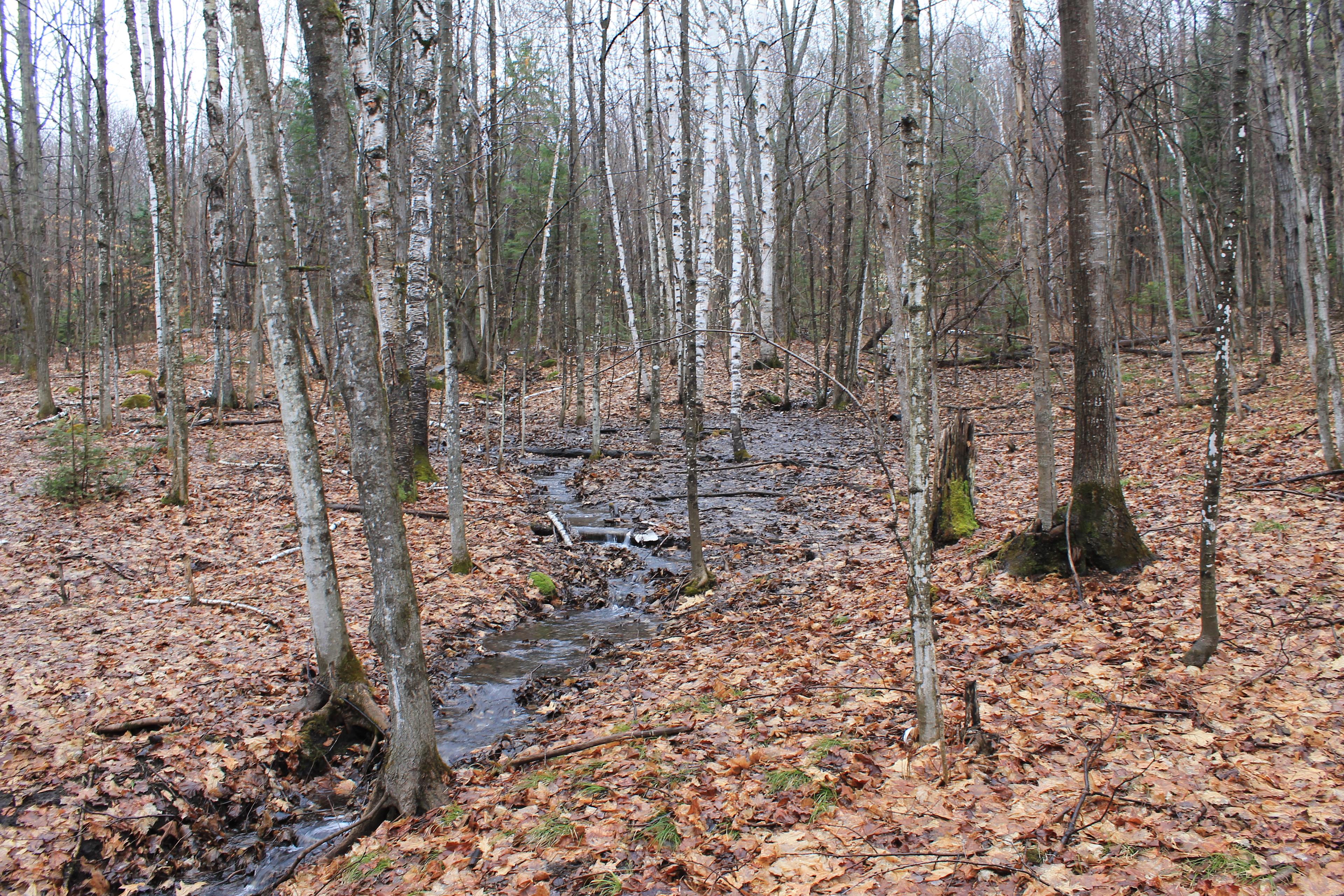 Forest Canopy