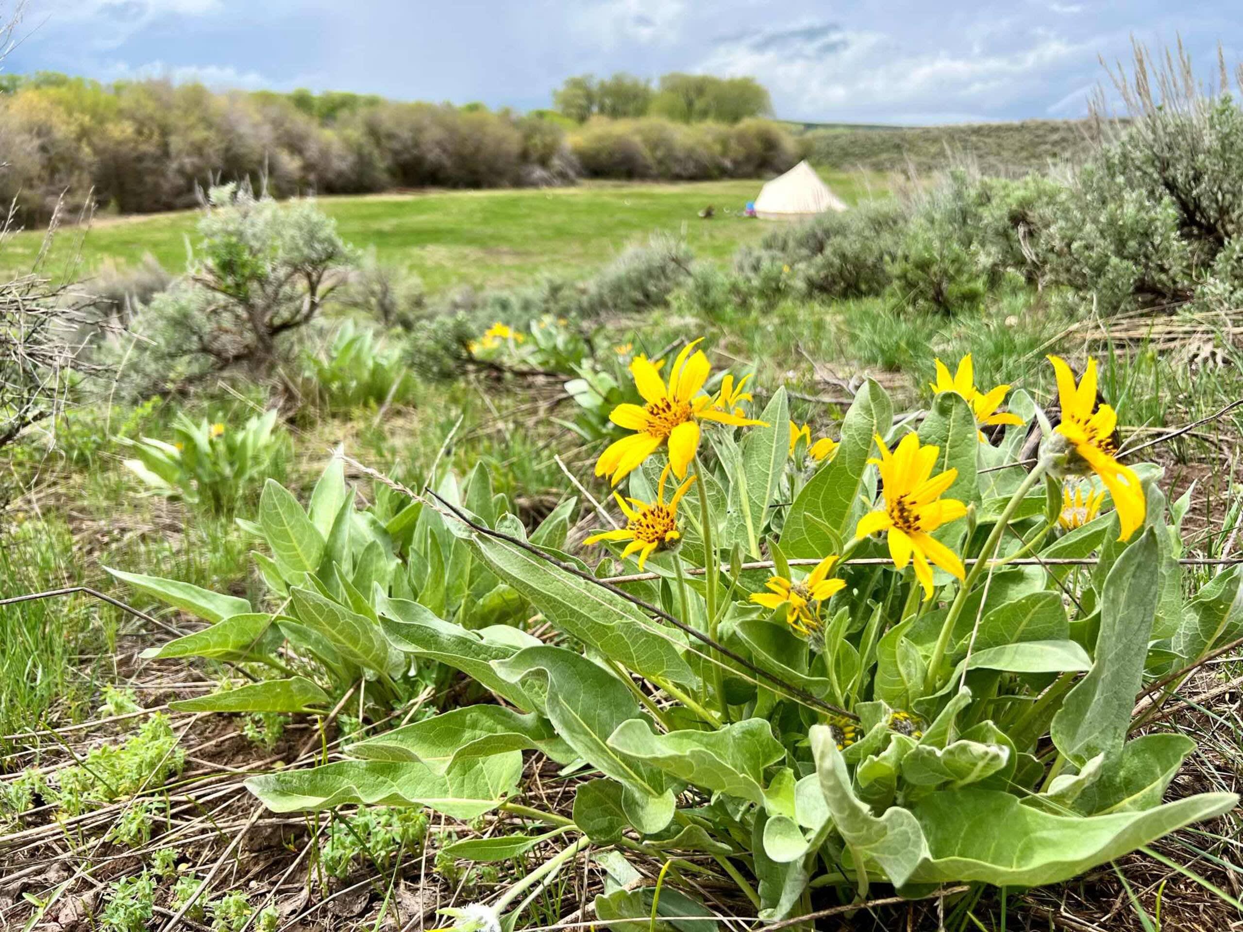 Meadow with tent sight