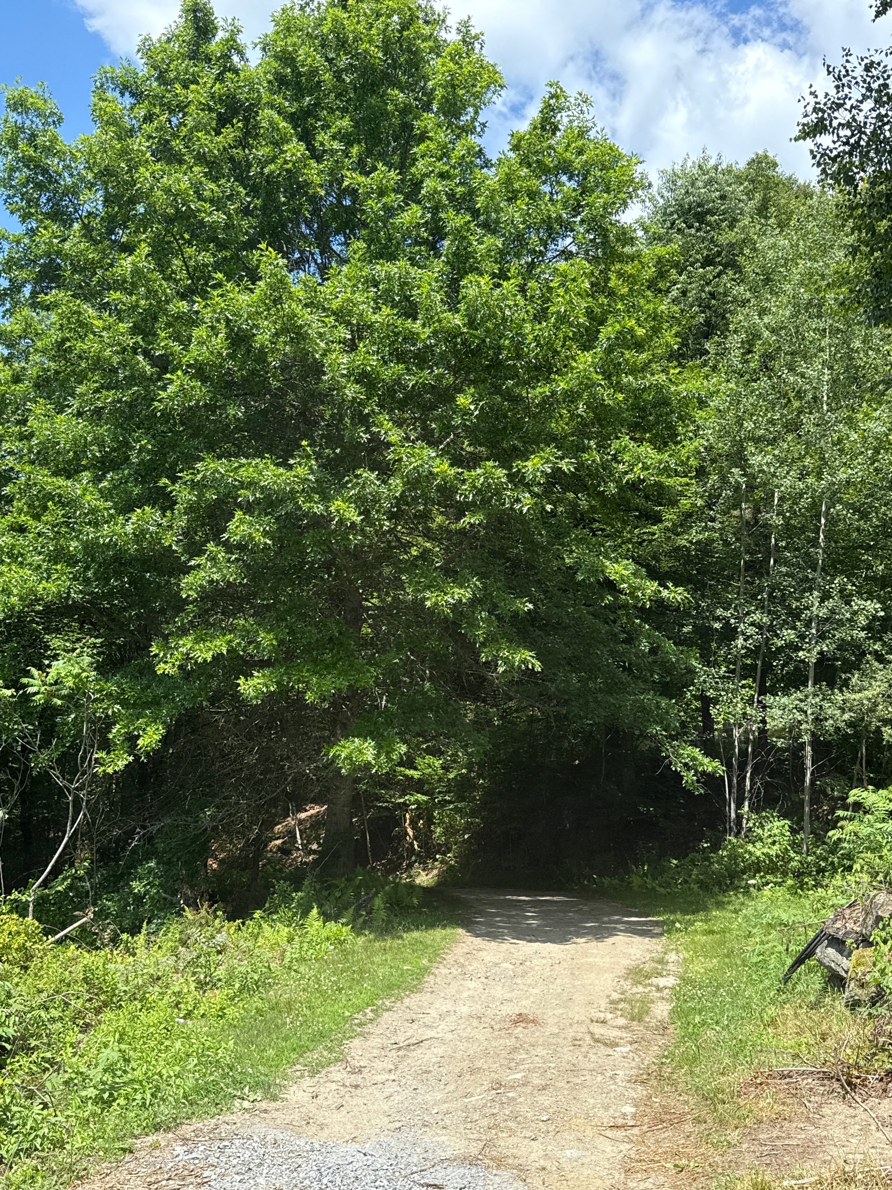 Legacy Lane Cabin