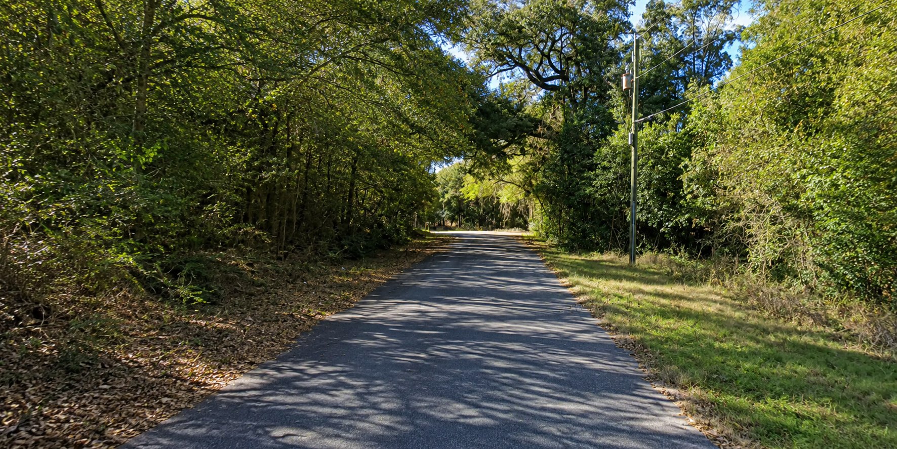 Campbell Woodland