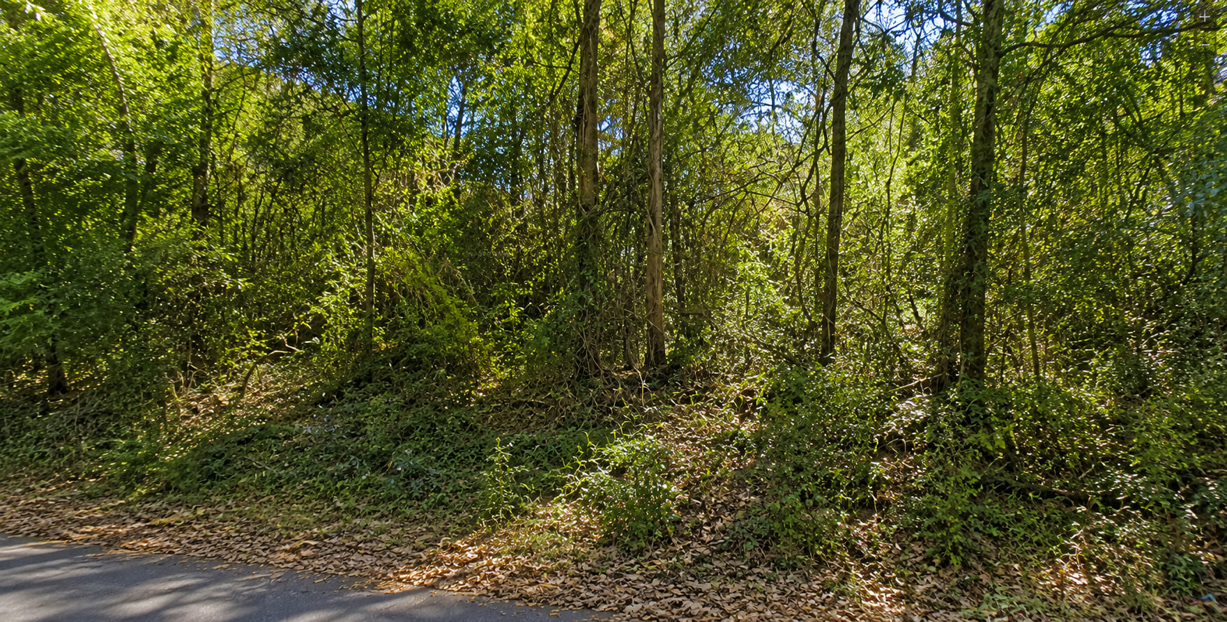Campbell Woodland