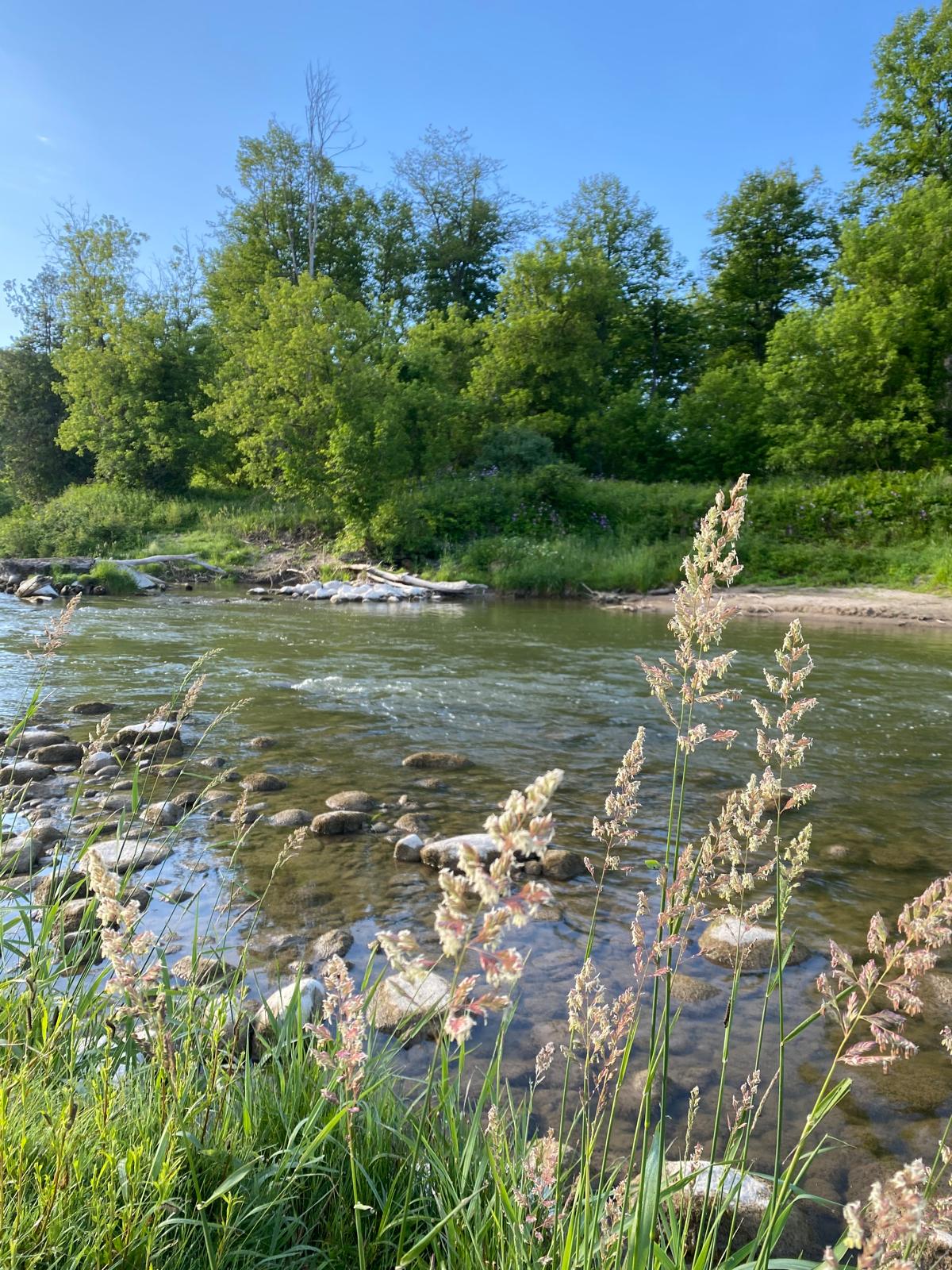 Camp Saulaine