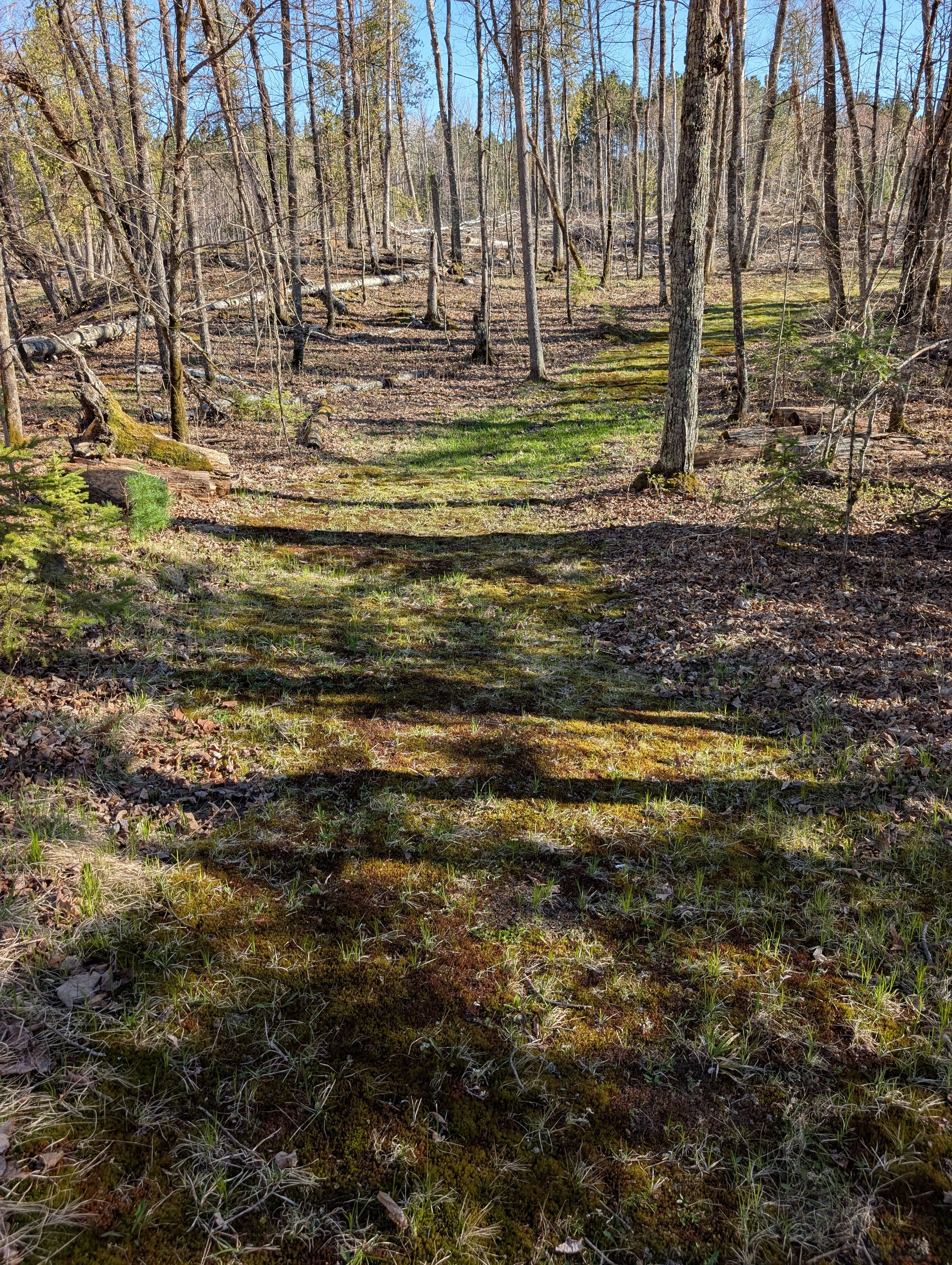 Wild Mint Pond