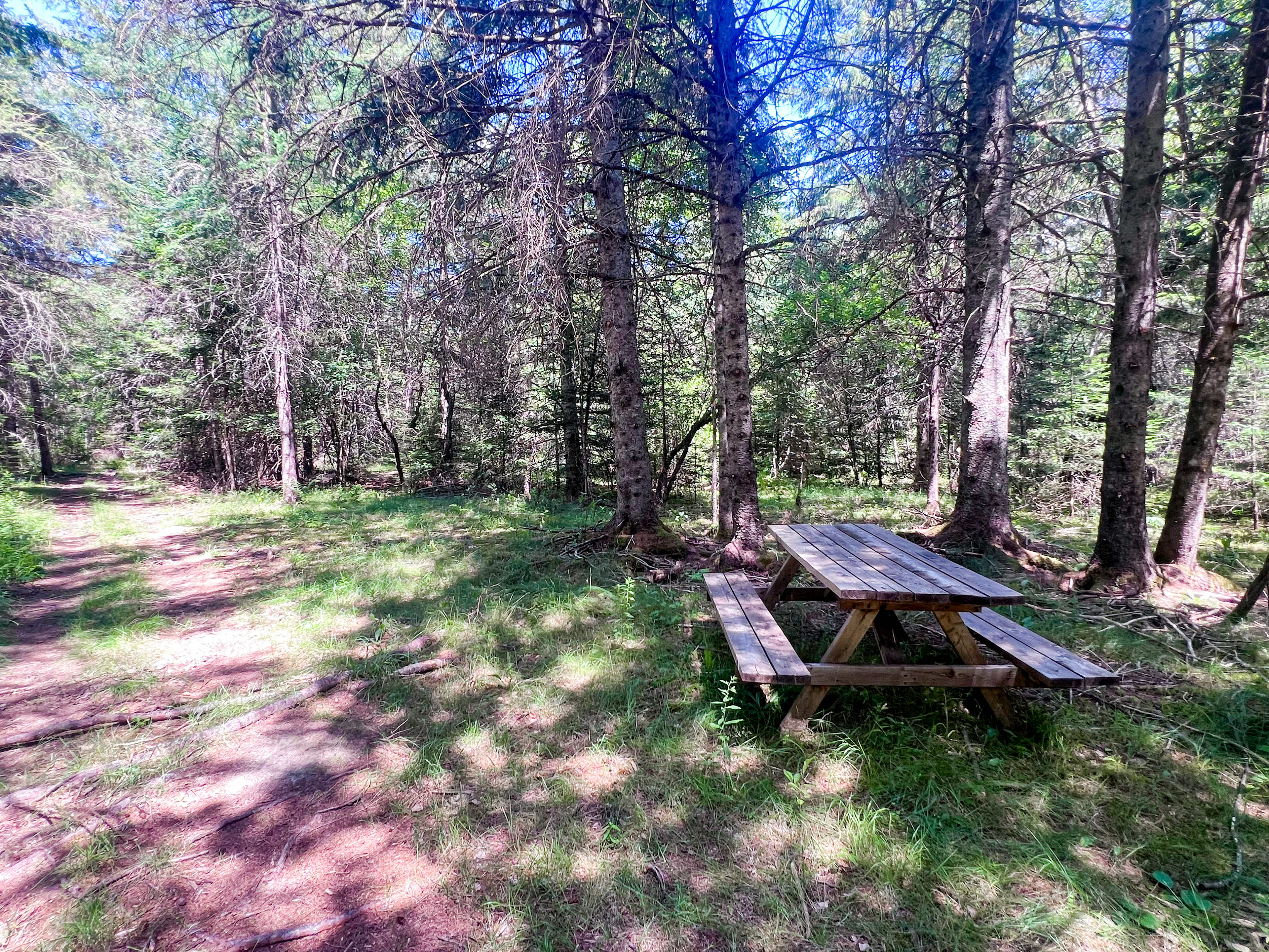 Camp site with picnic table, fire ring in progress 