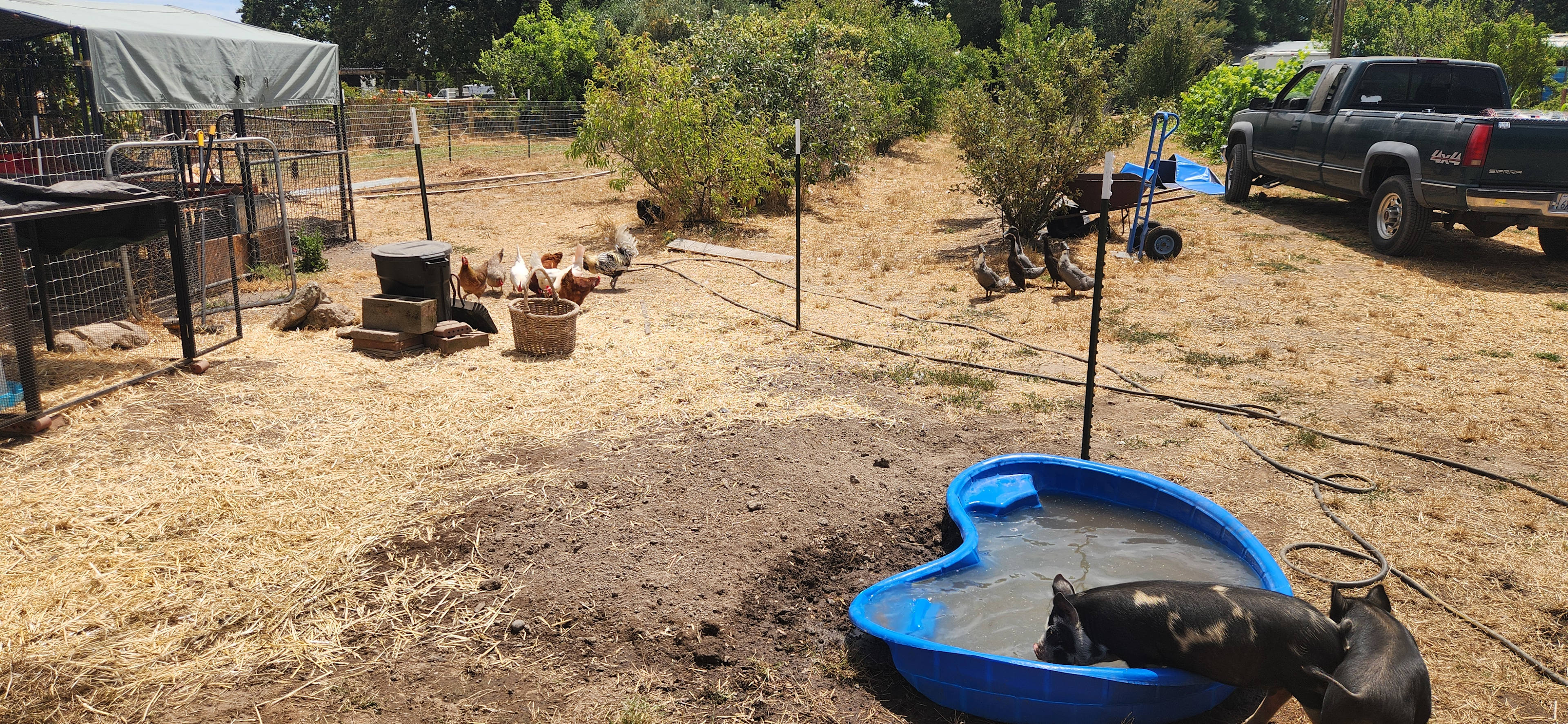 Blue Belle Farm