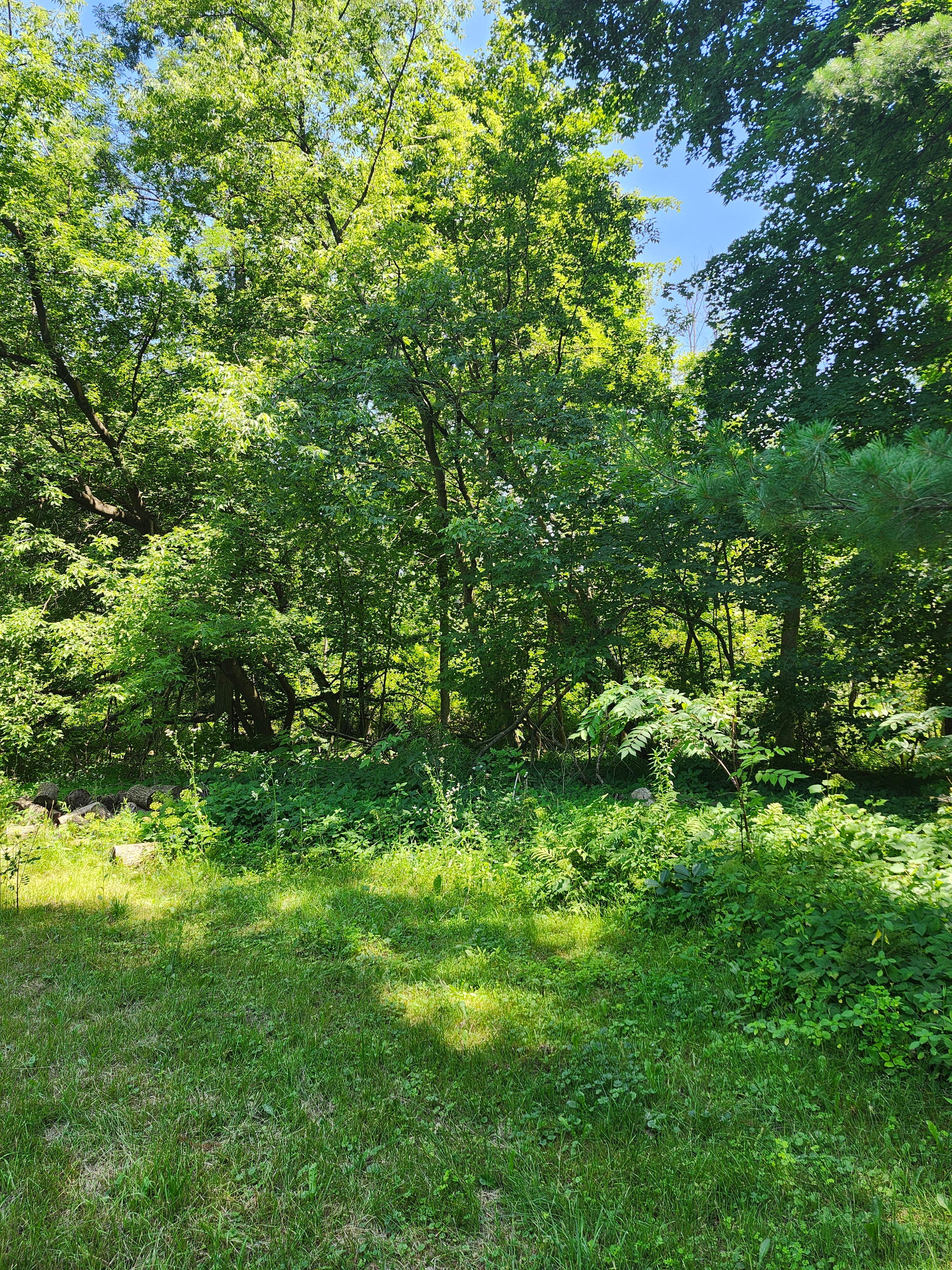 You'll be right at the edge of the beautiful forest.
