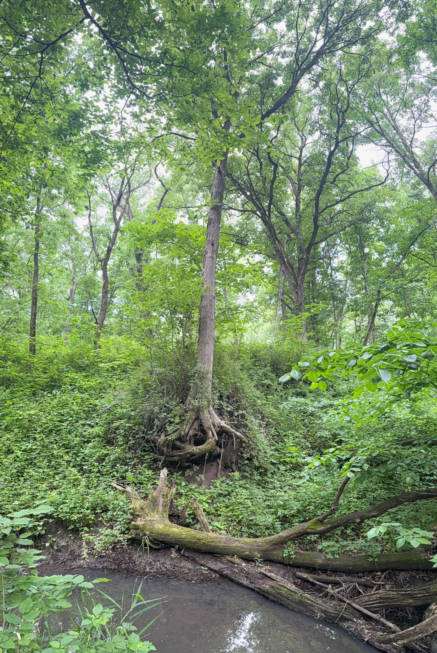 Oakwood Retreat