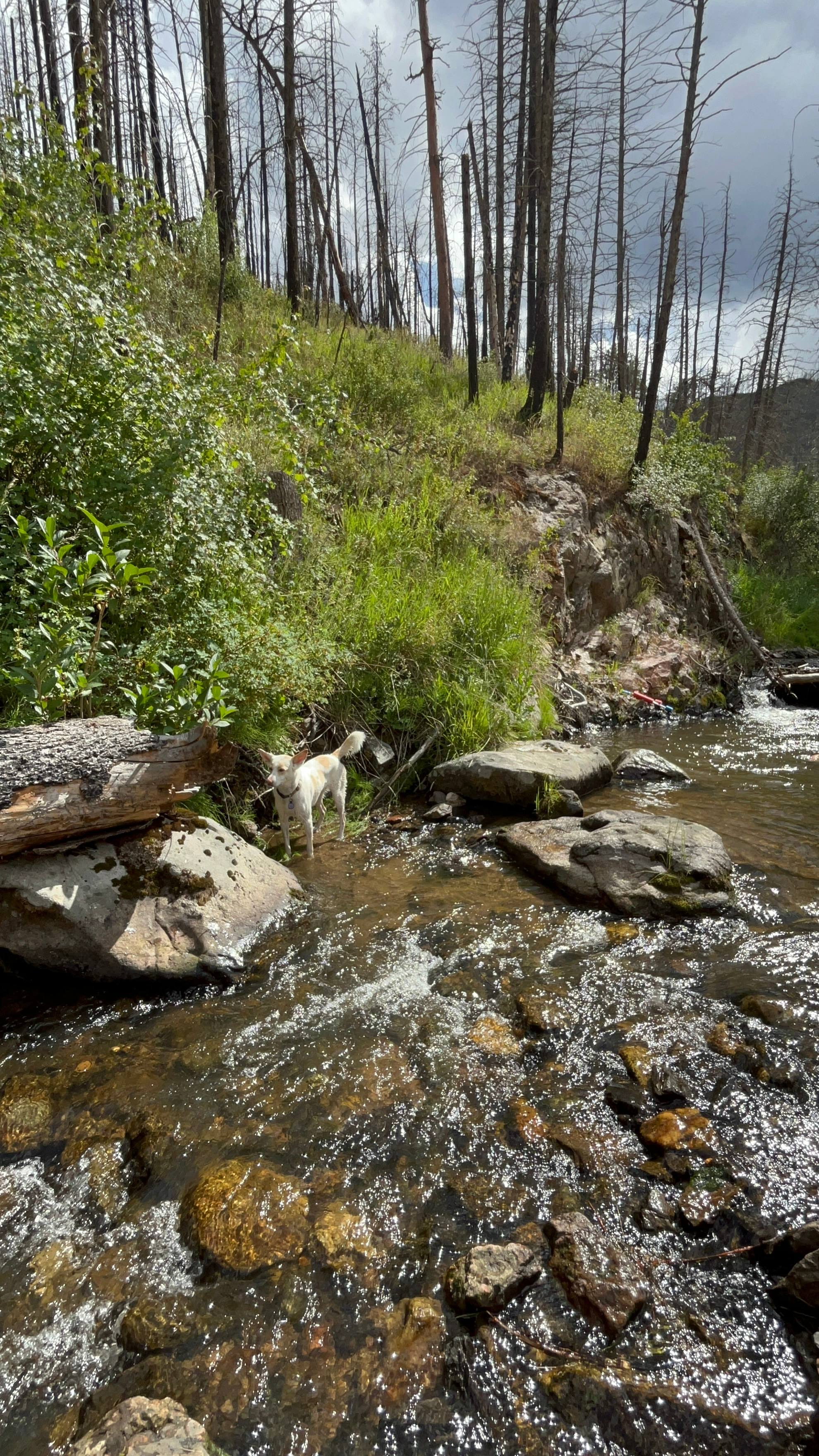 Buckhorn Creek