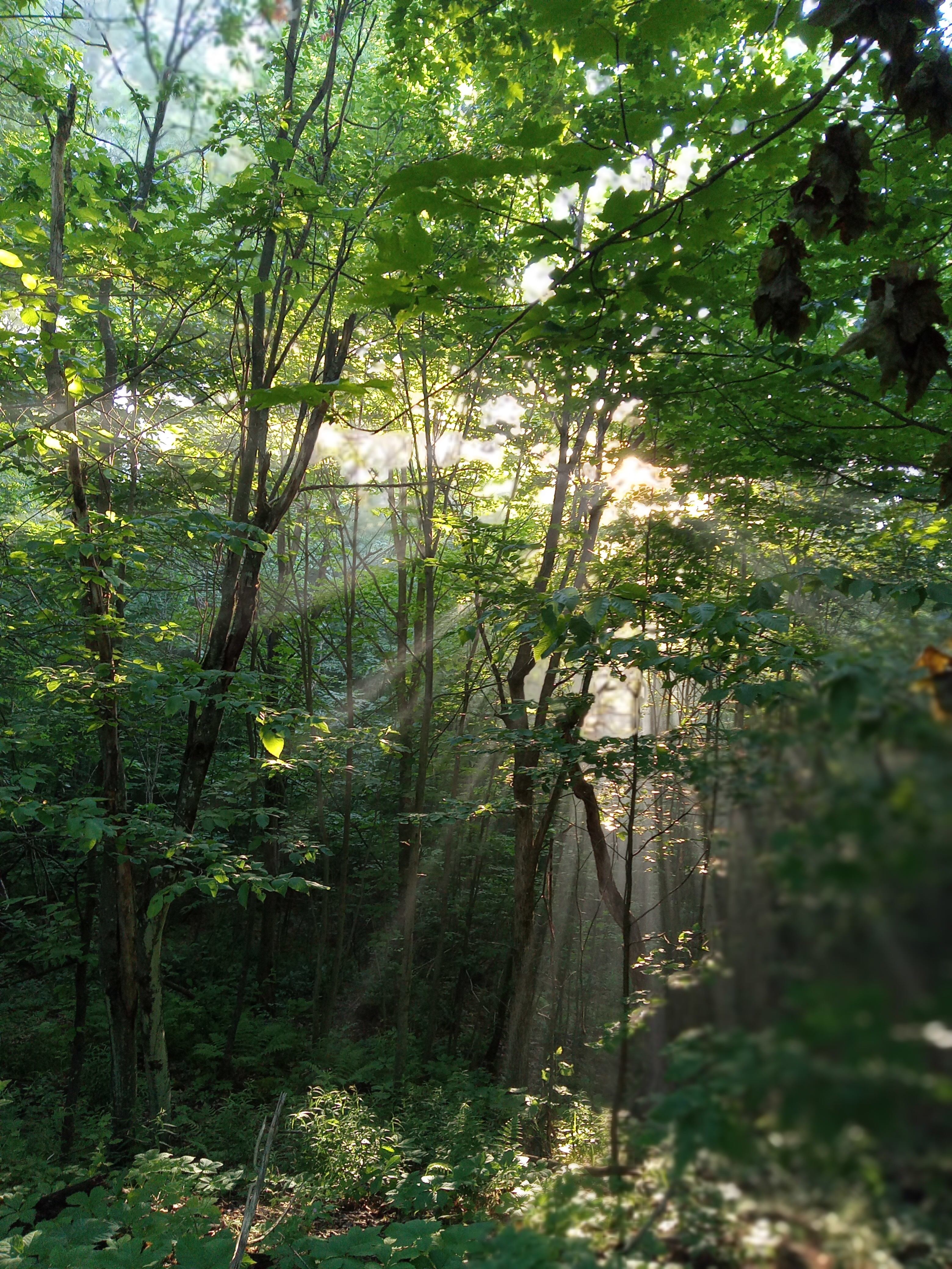 Essen Hill