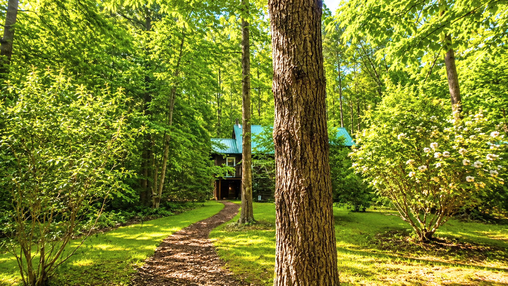 🌳 Treehouse nestled among tall trees, blending perfectly with nature. 🏡 A serene hideaway above the forest floor.