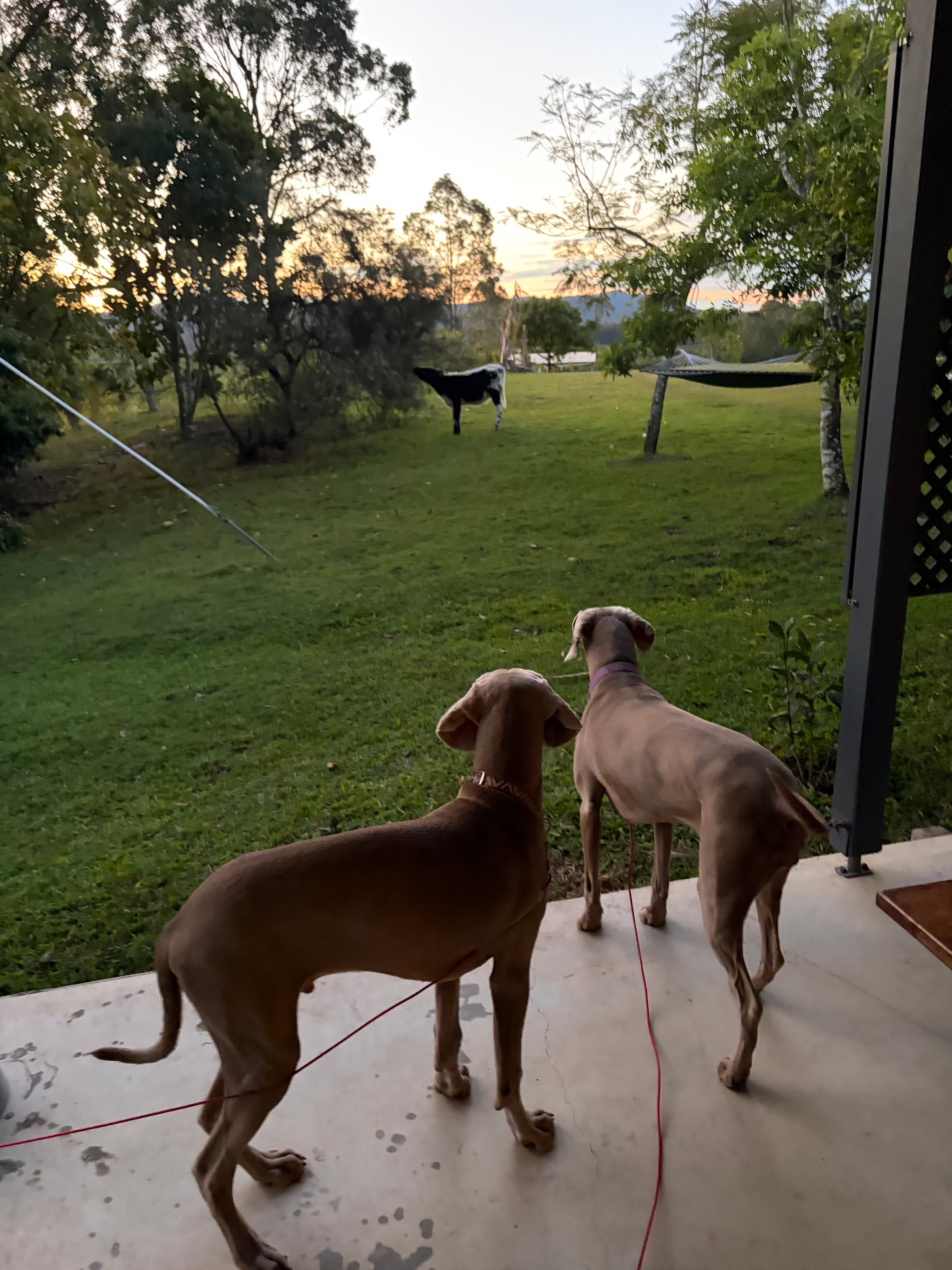 Mororo Hobby Farm