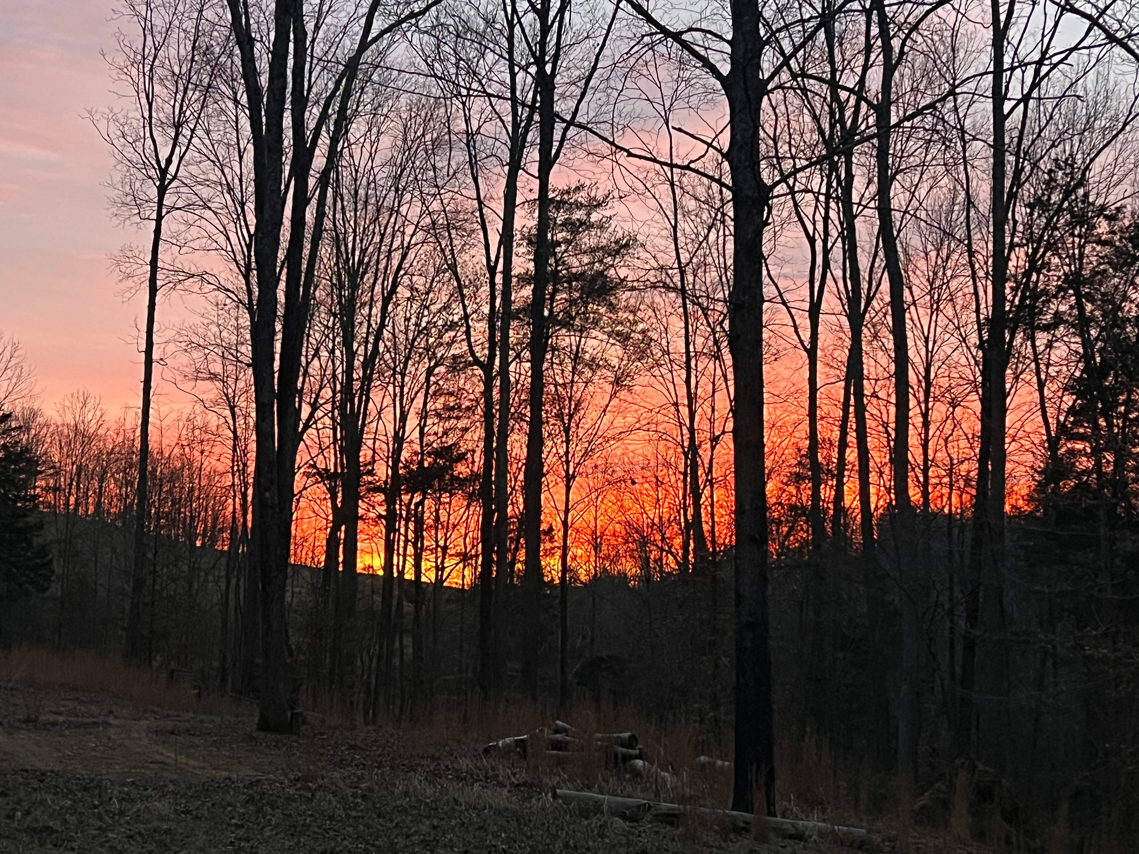 Hickory Hollow