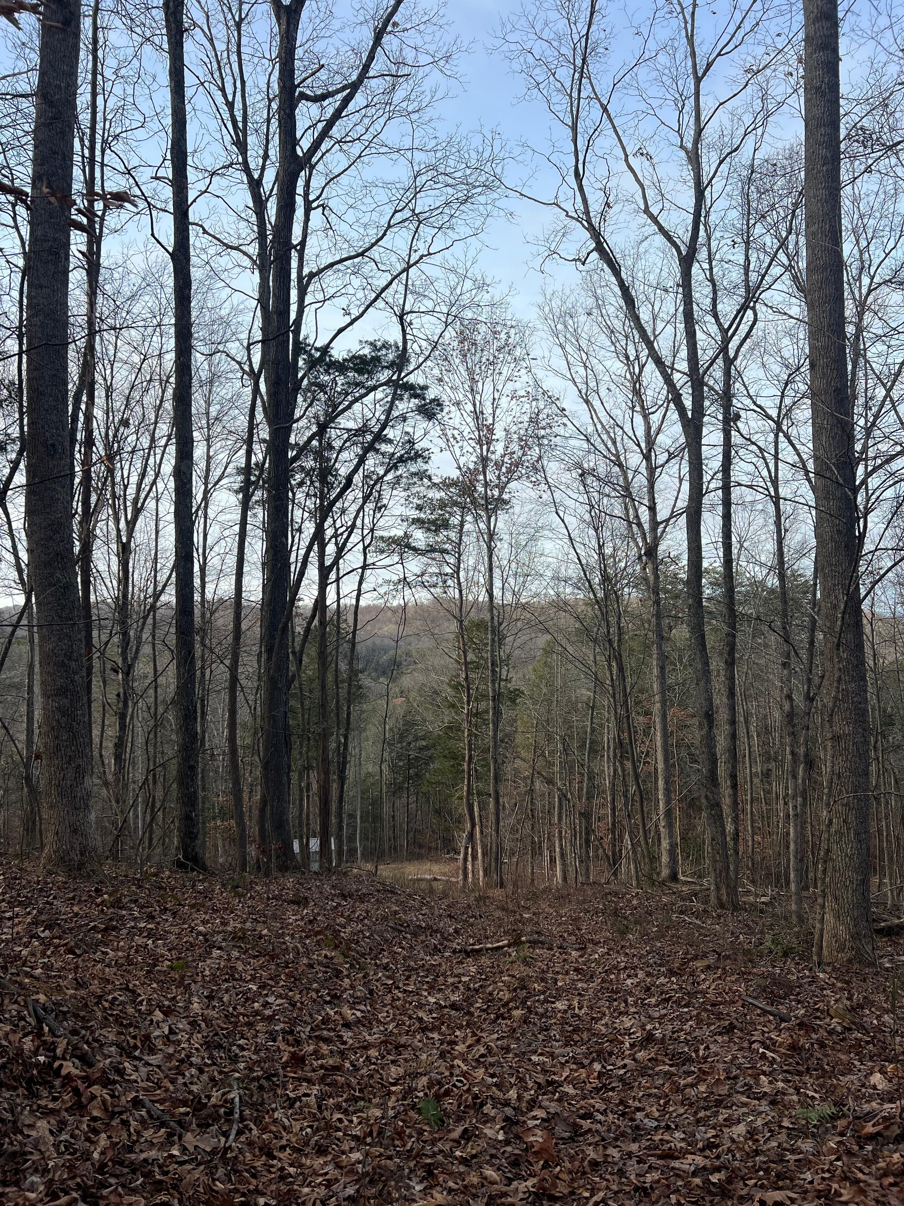 Hickory Hollow