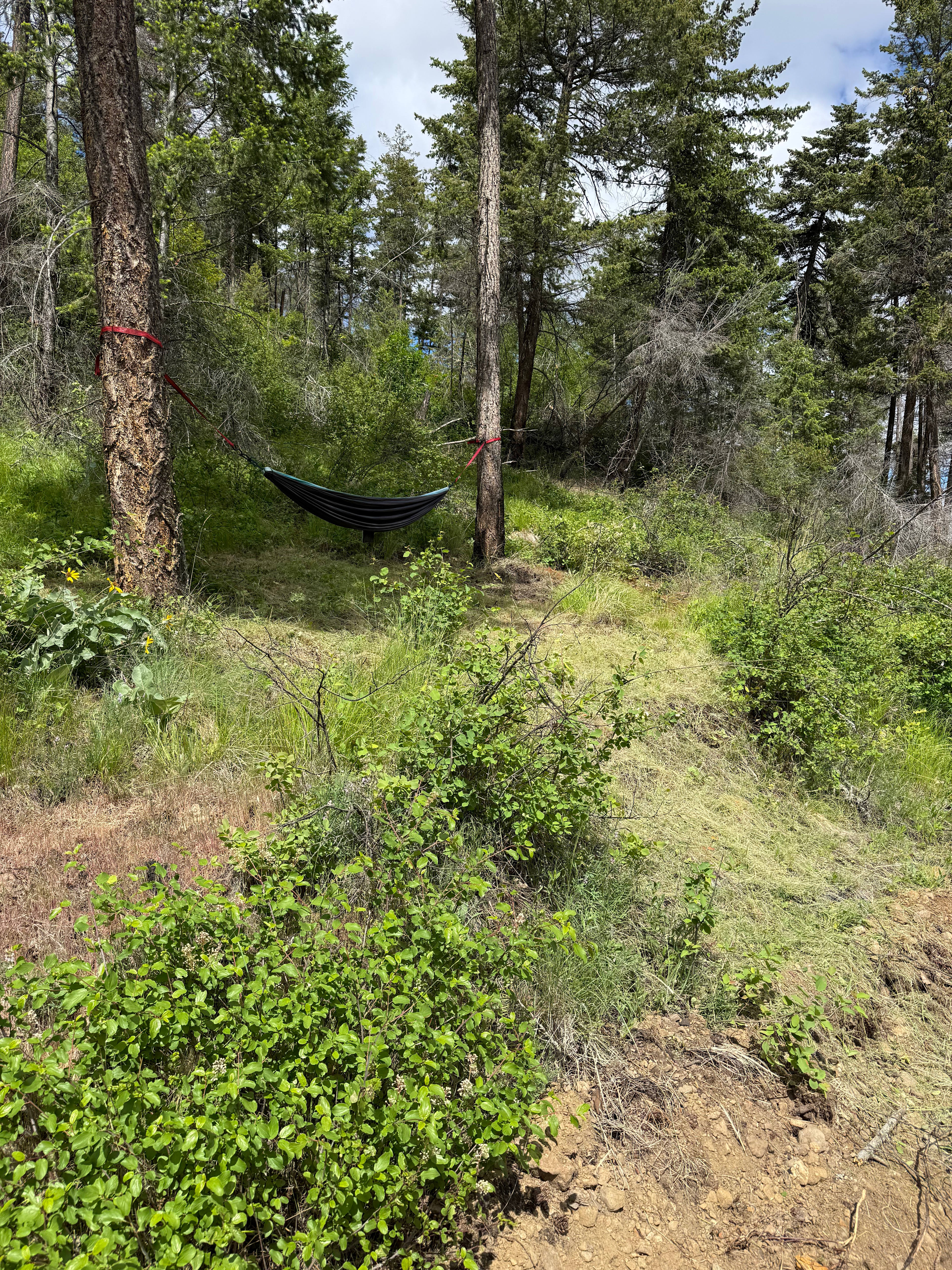 Relax in the hammock in the trees