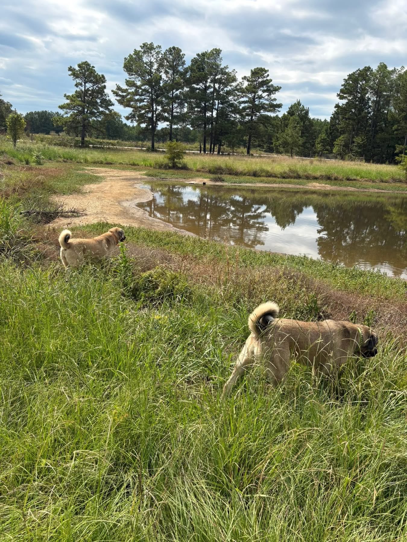 Sawtooth Oaks