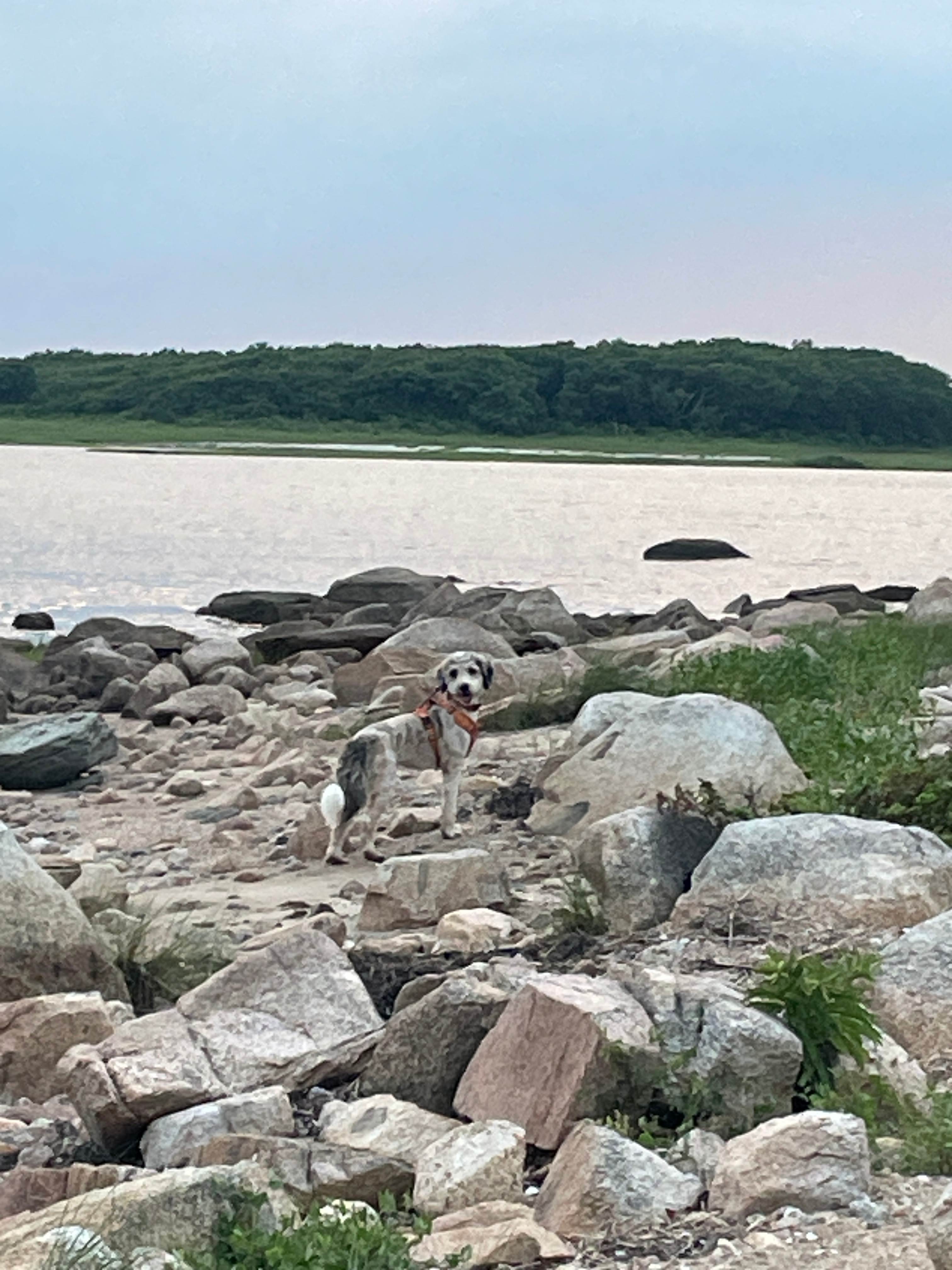 Natural shoreline for Coastal views and foraging