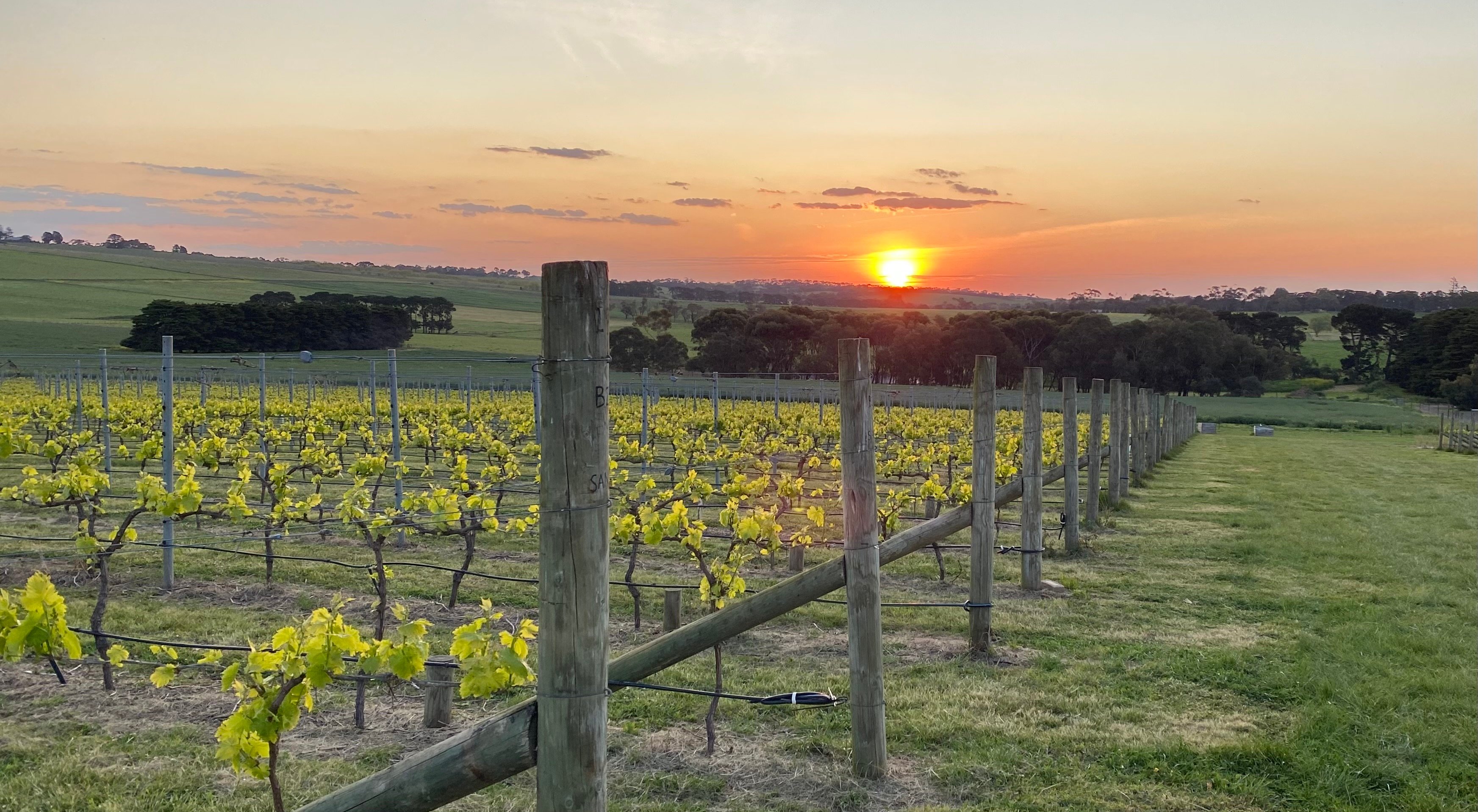 Hounds of the Vine