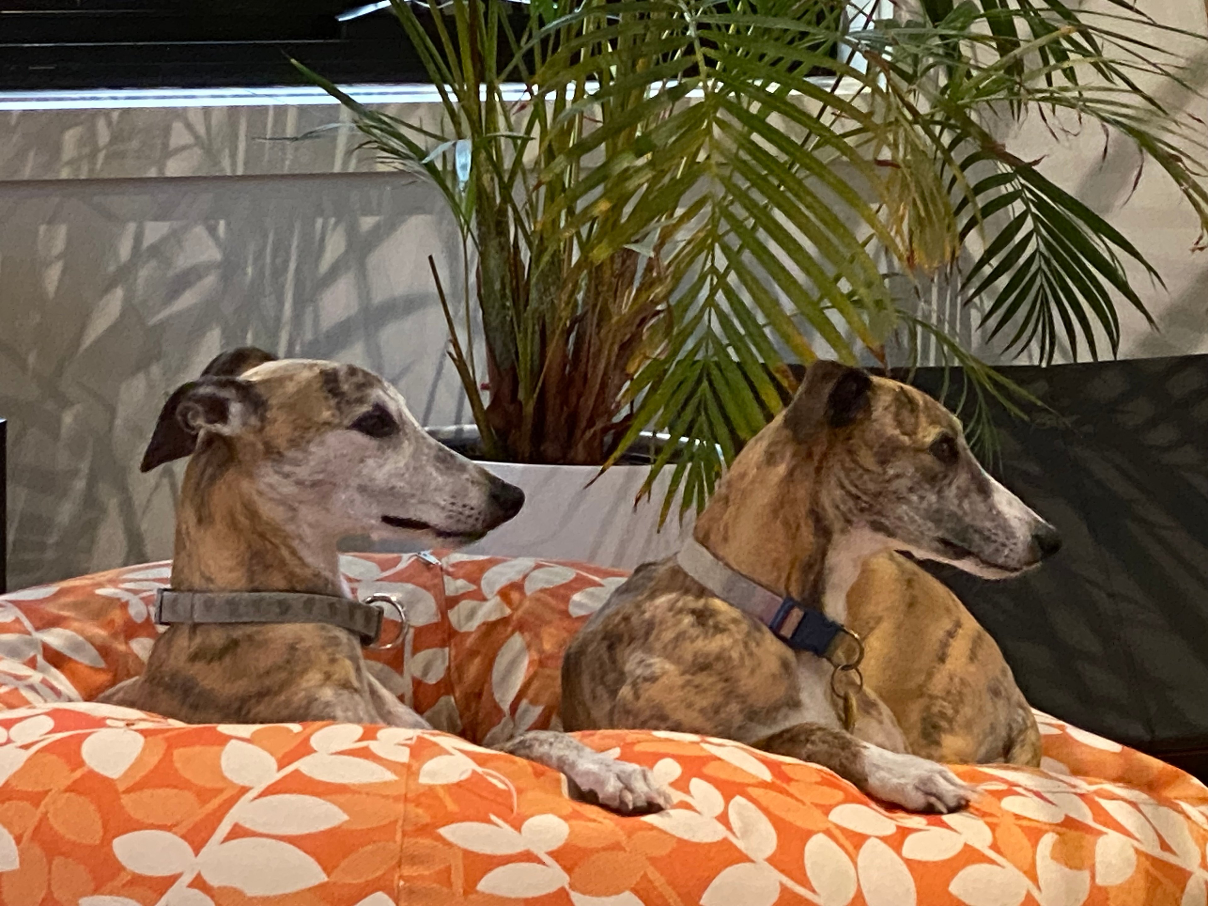 Hounds of the Vine
