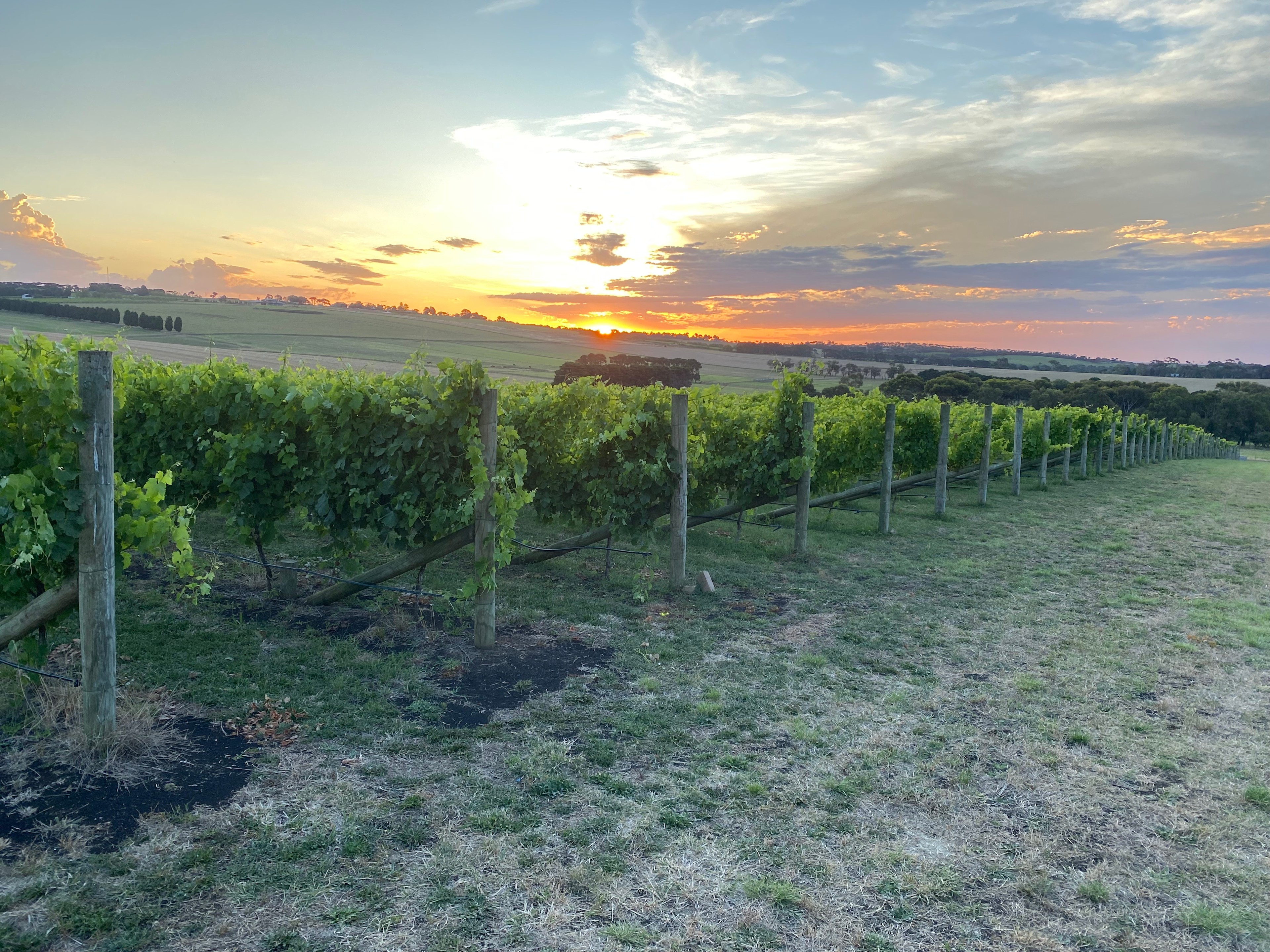 Hounds of the Vine