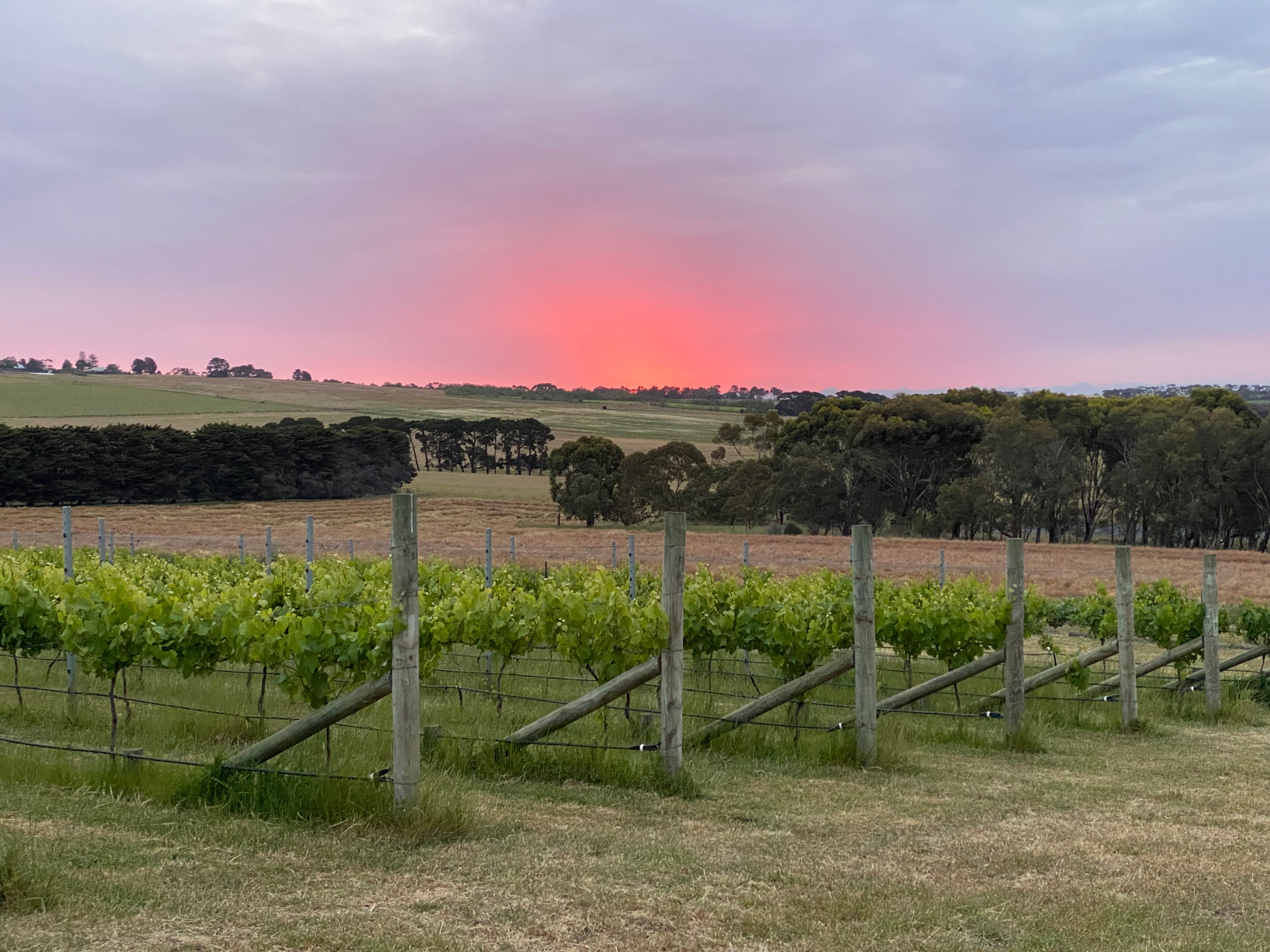 Hounds of the Vine