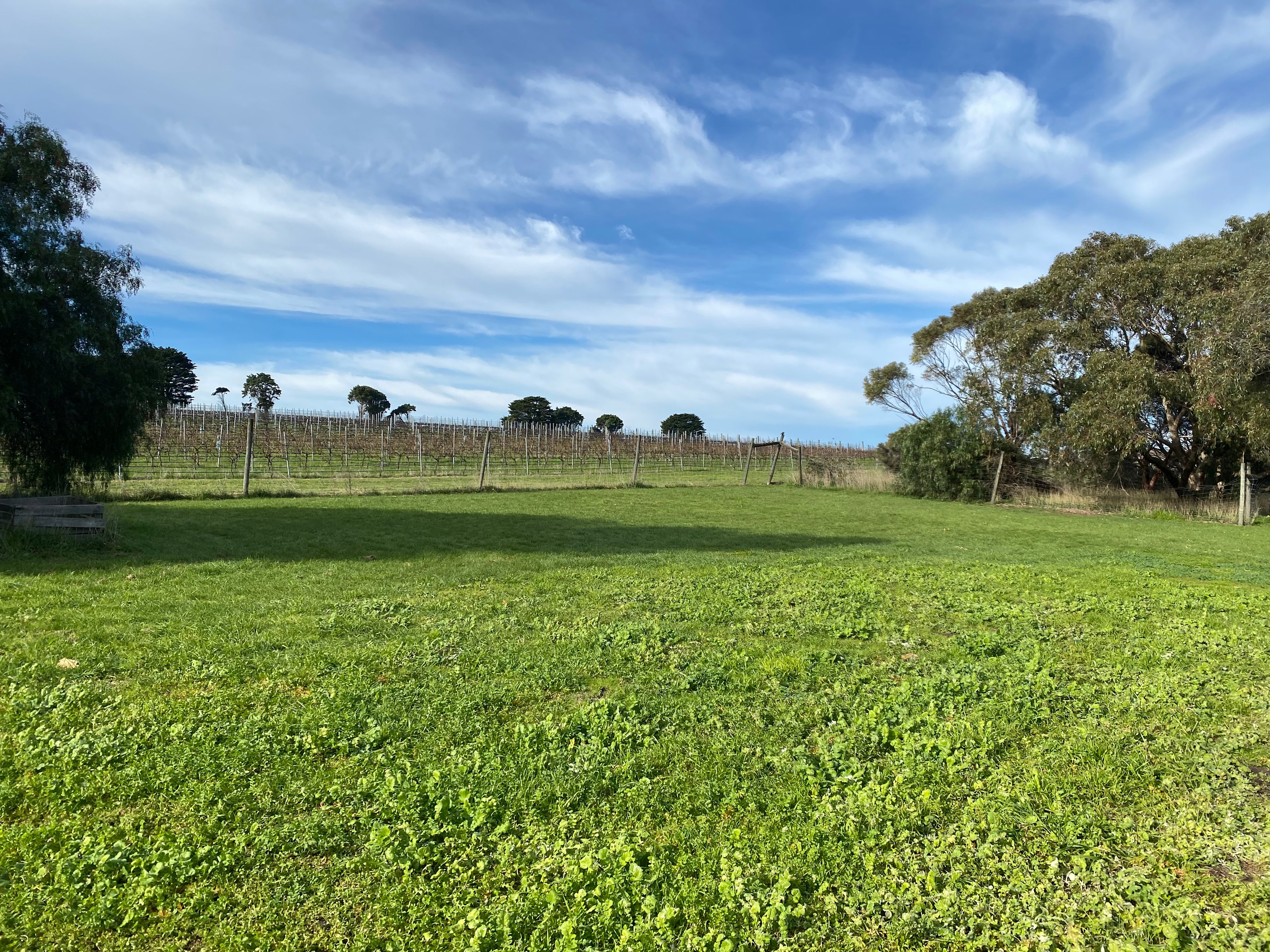 Site, backing onto the vineyard. 