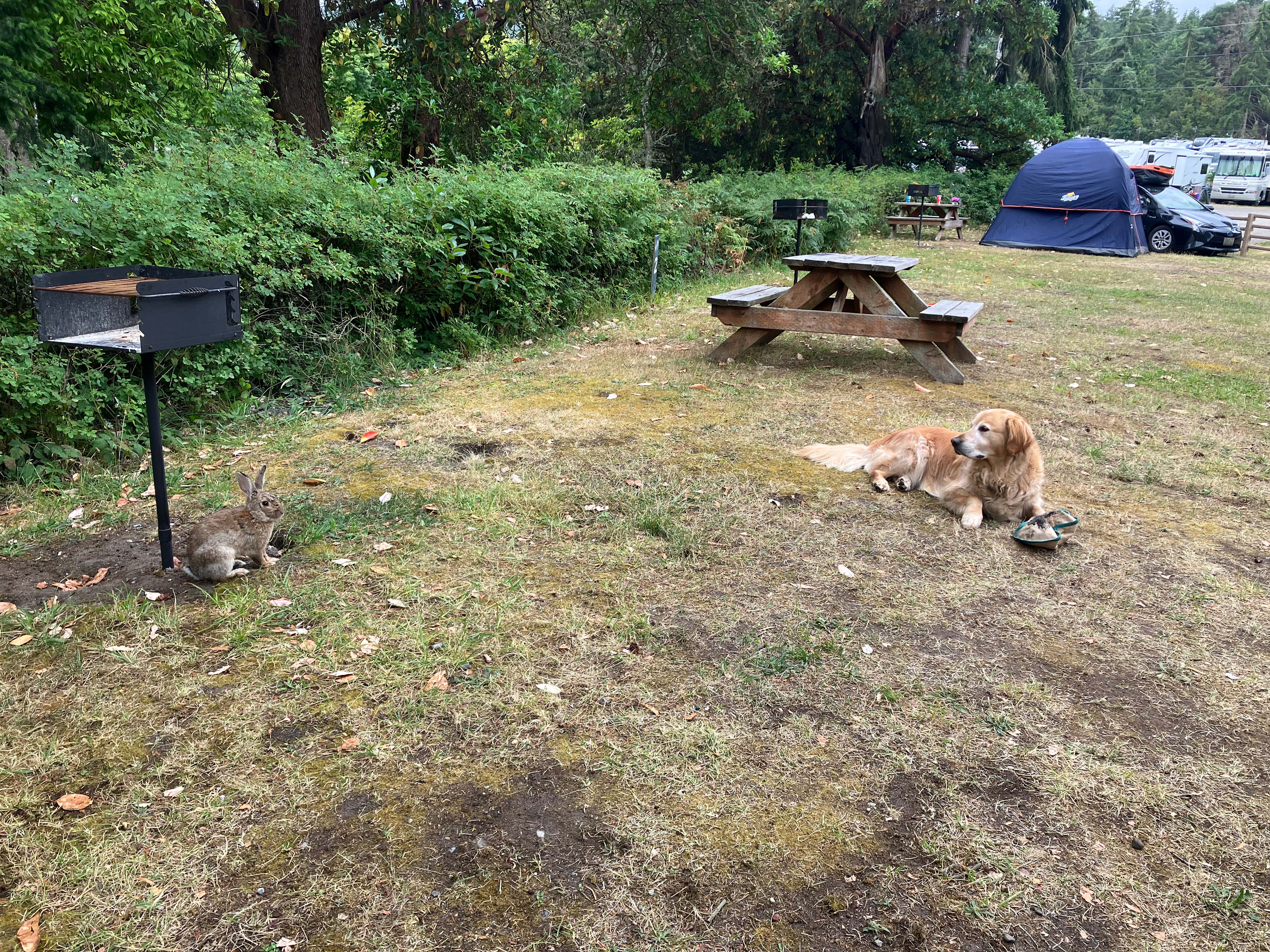 See the rabbit by the grill! Not your usual wild bunny 