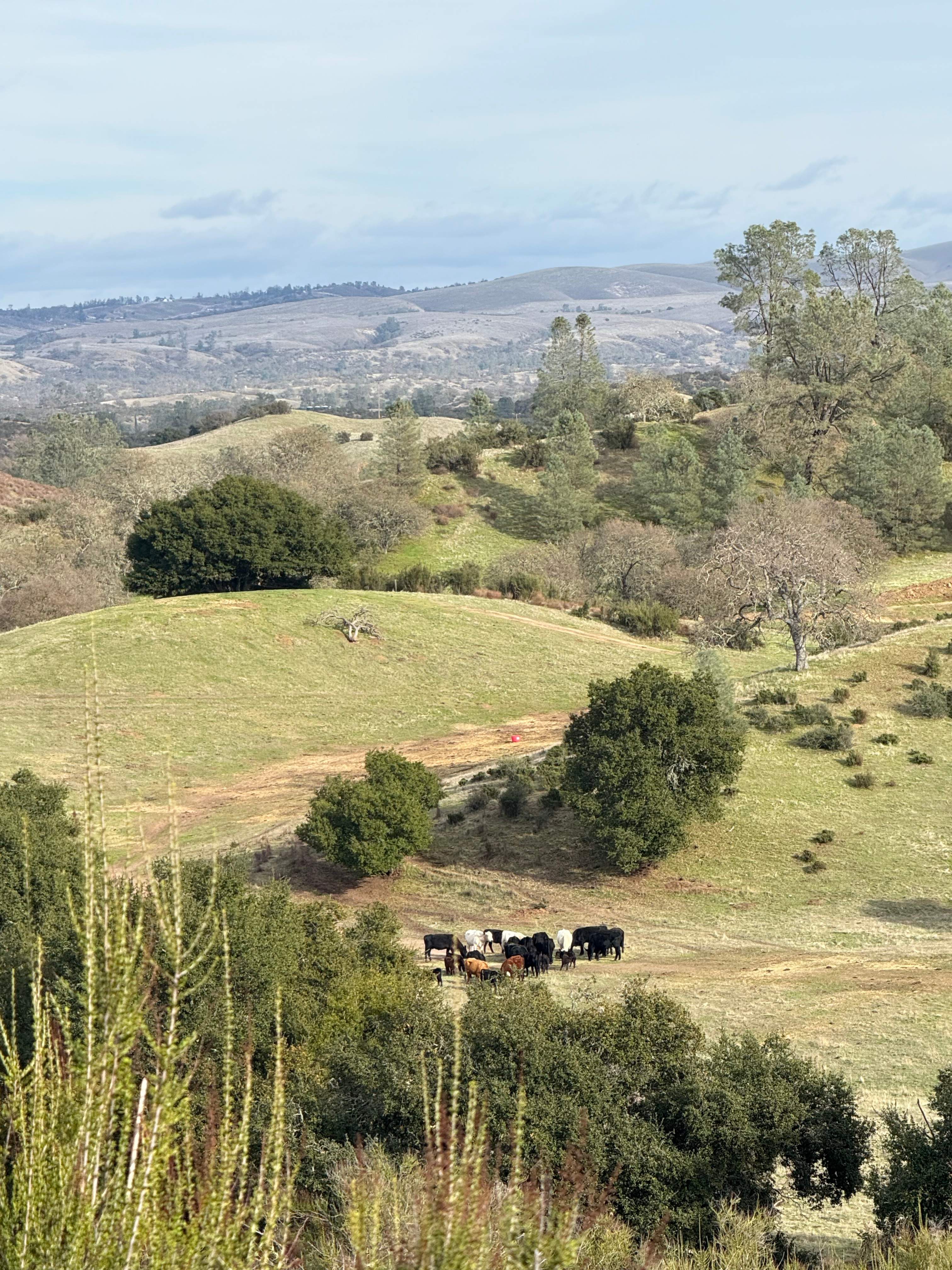 Rancho de los Robles