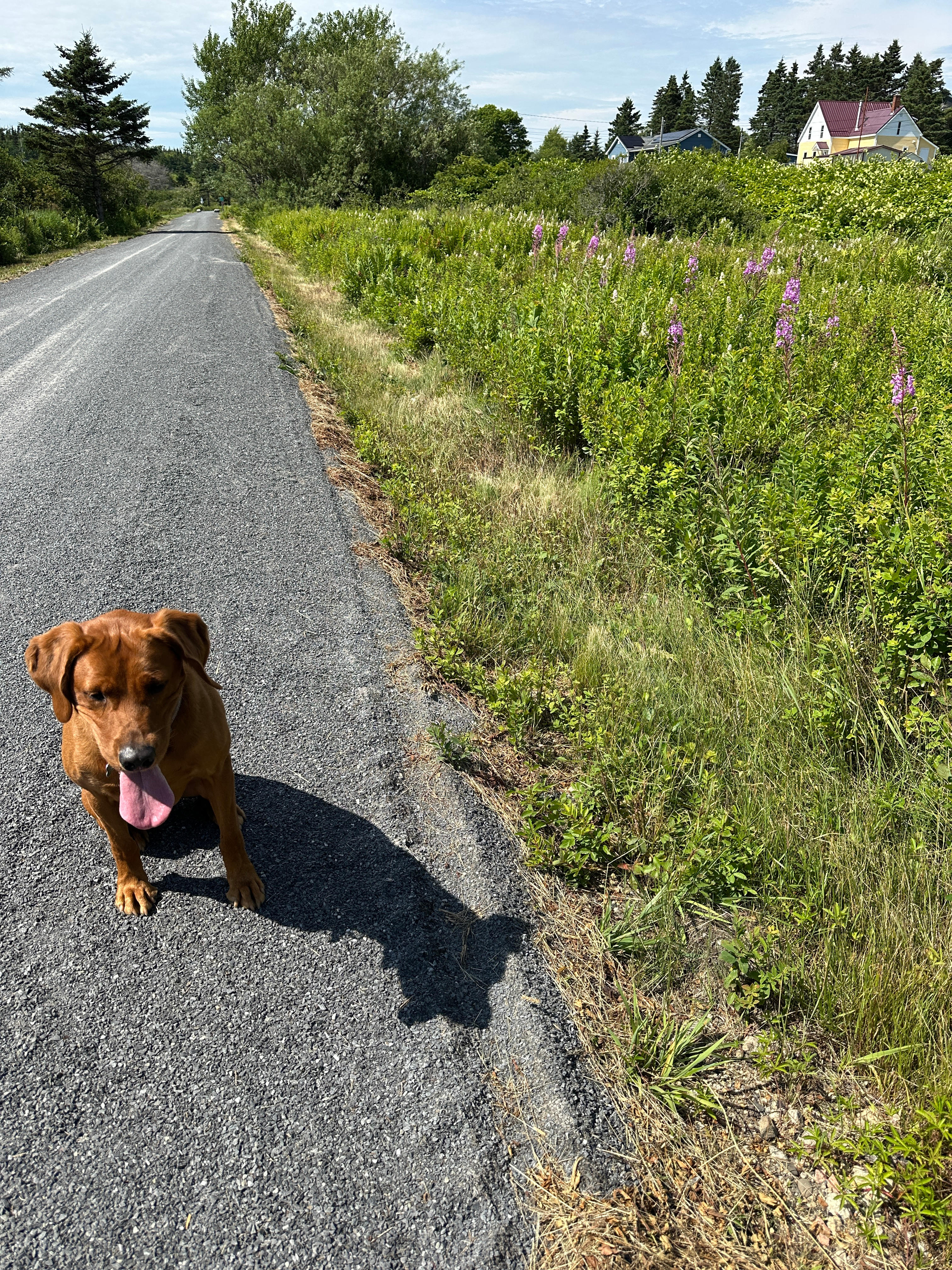 Blueberry hiking/biking trail 