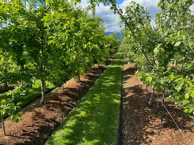 The Orchard