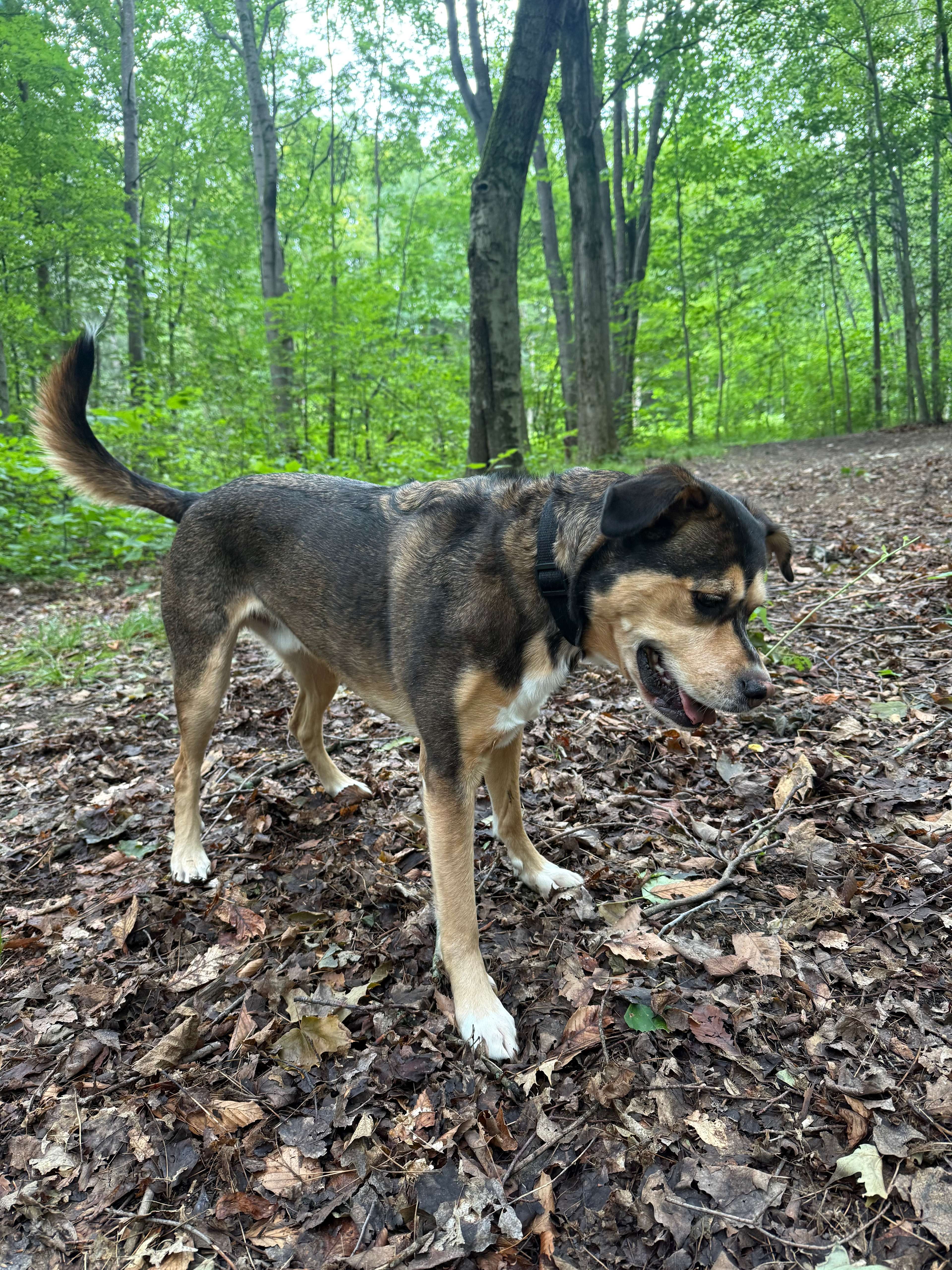 Zoar Valley Forest Retreat