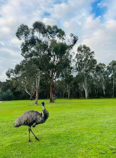 Grampians Camping In Halls Gap