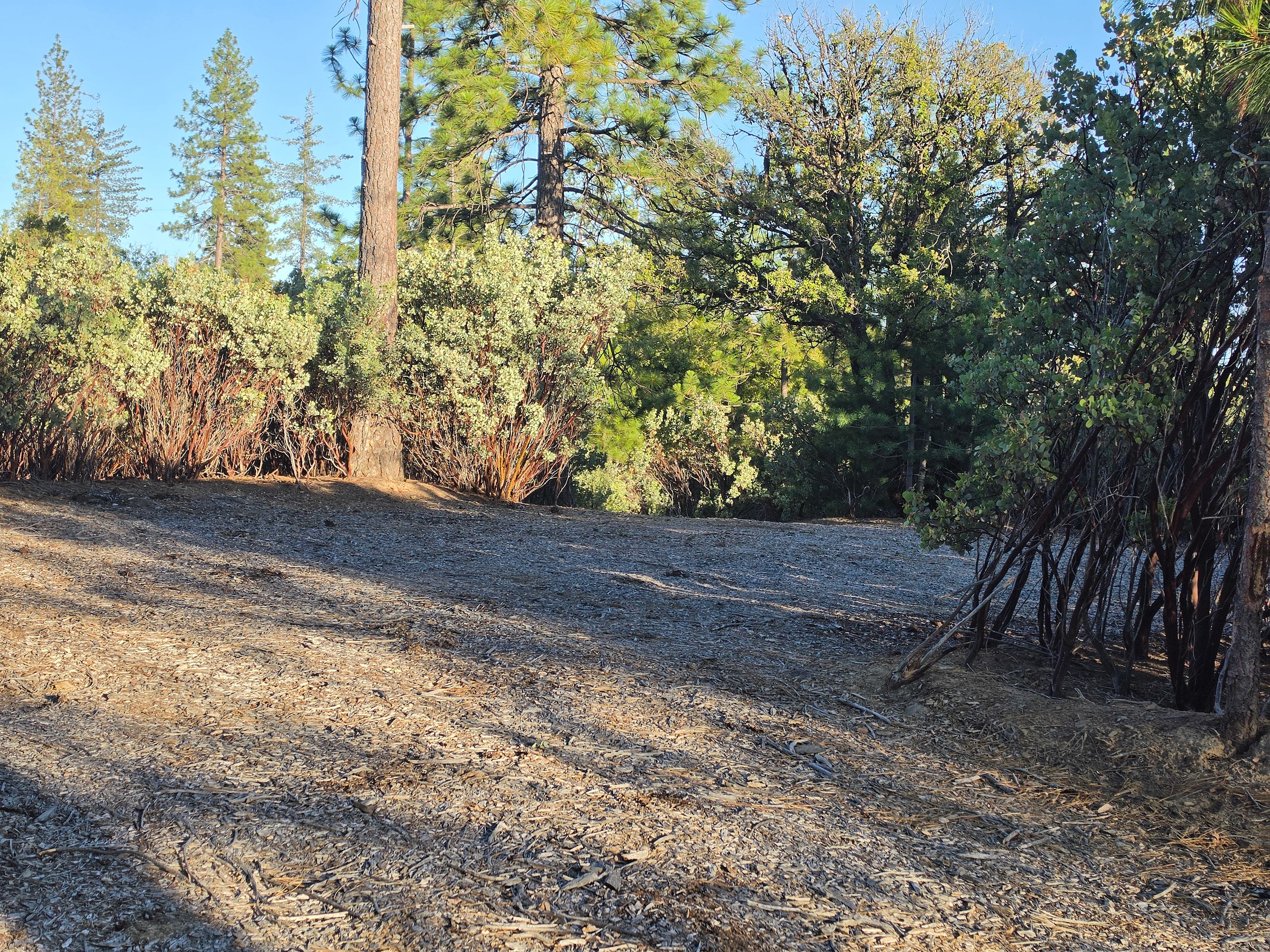 TimberCamp