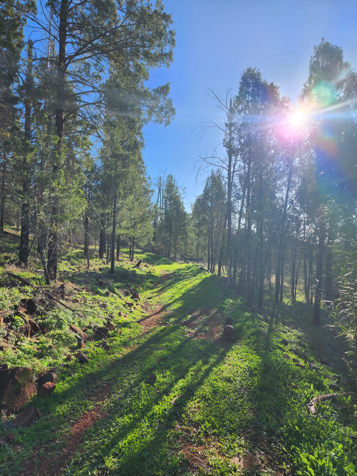 Boonamarah