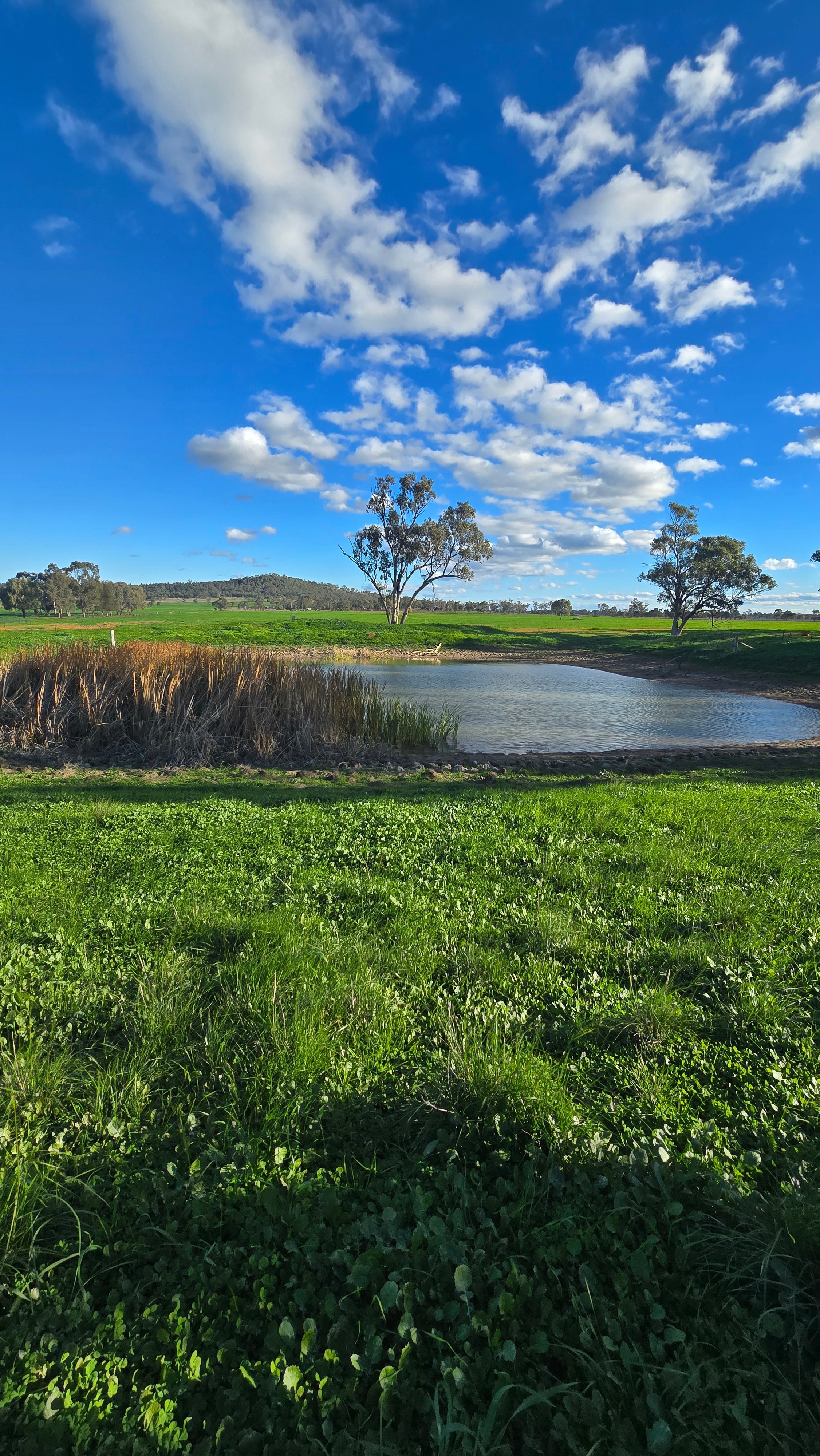 Boonamarah