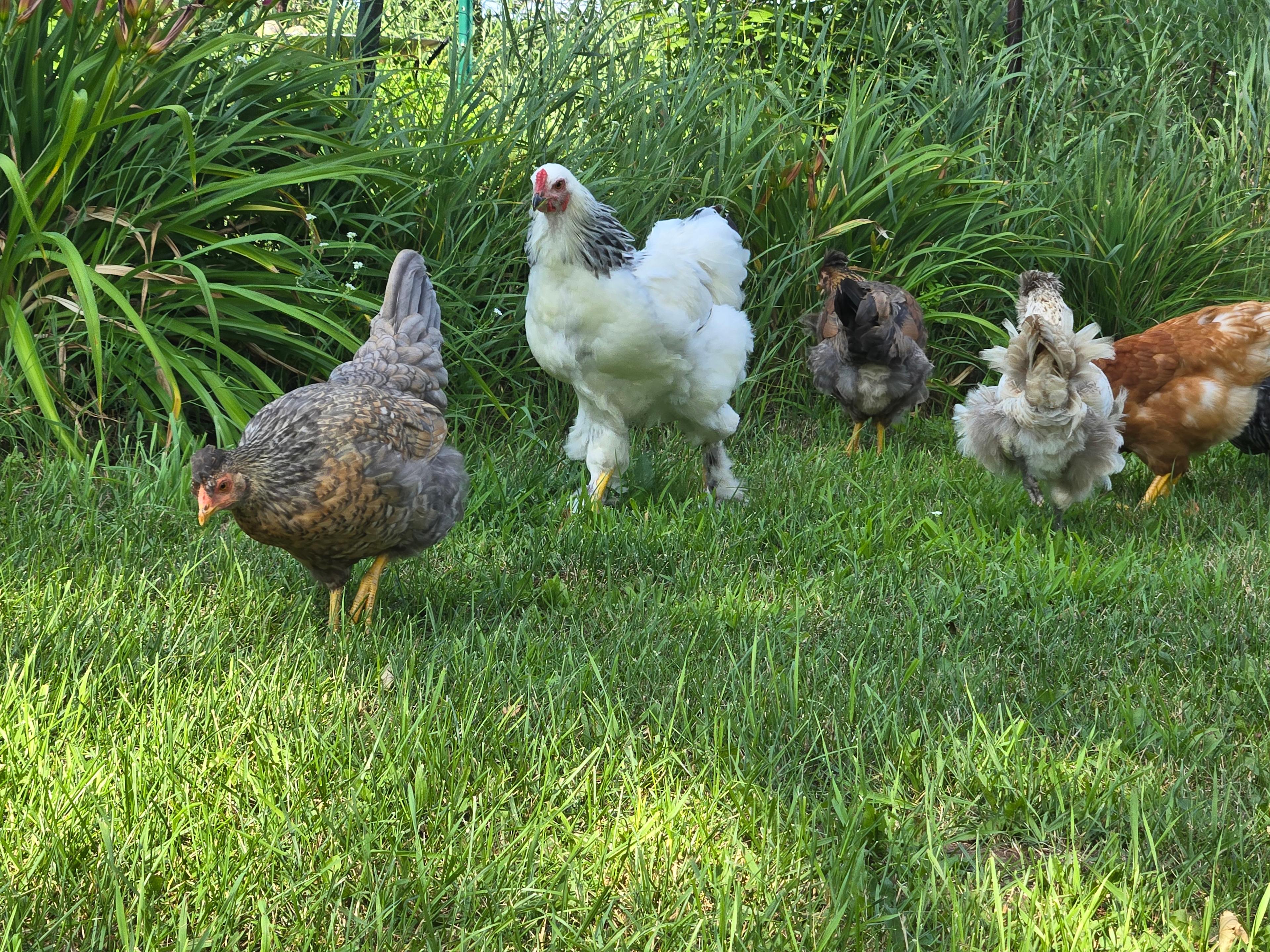 Fun on the Farm