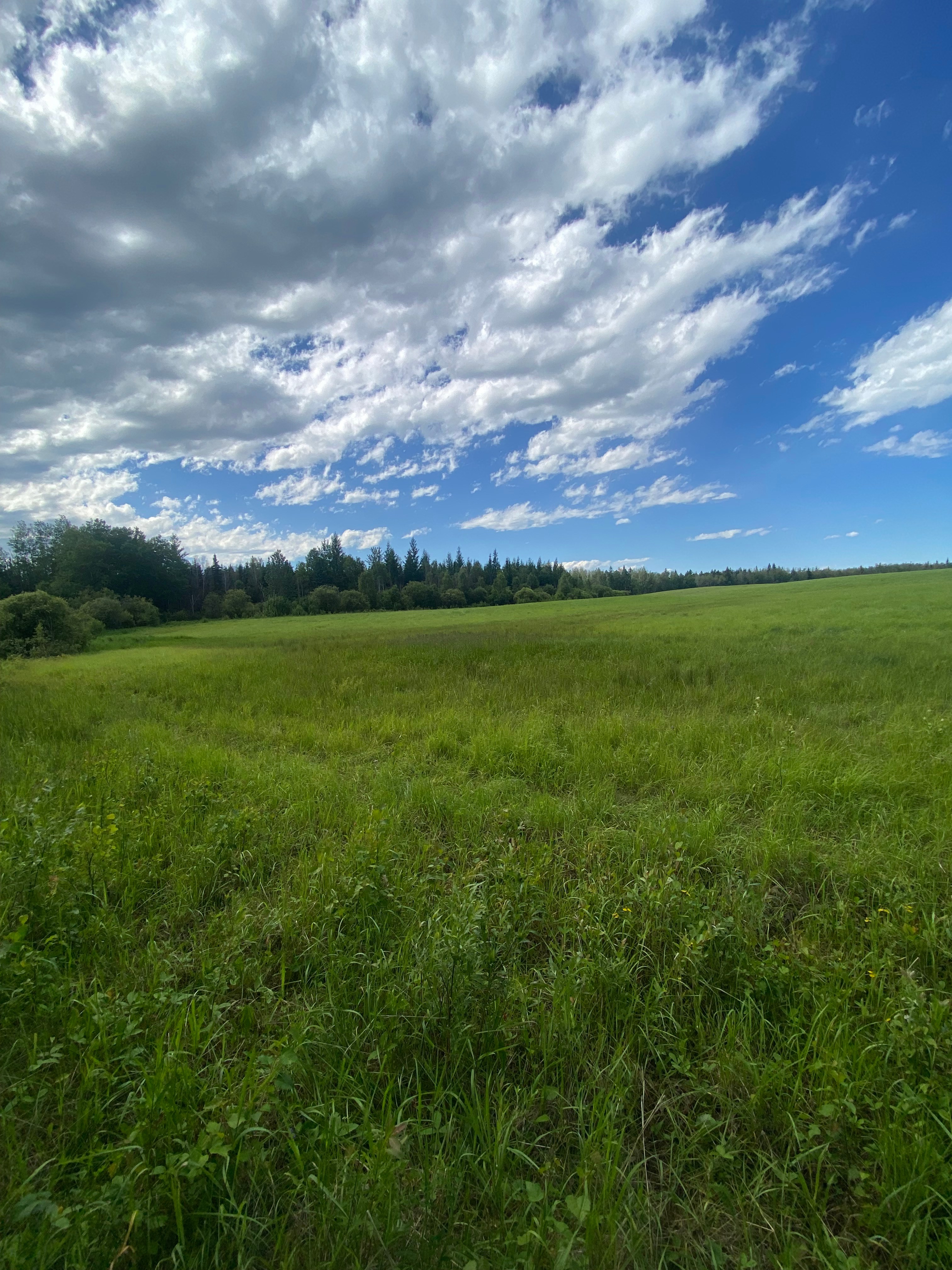 Wild acres