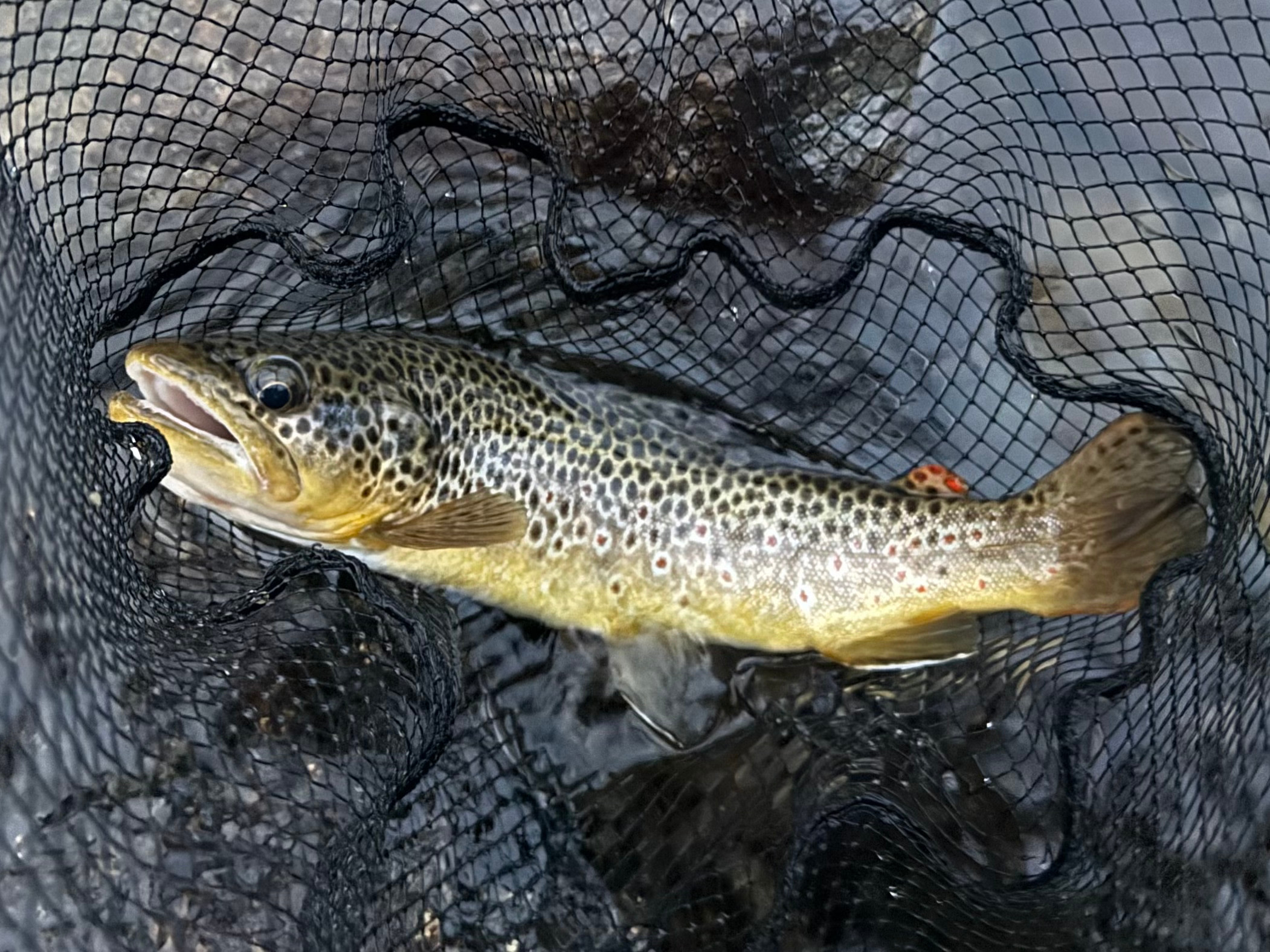 Frenchman's Creek Ranch