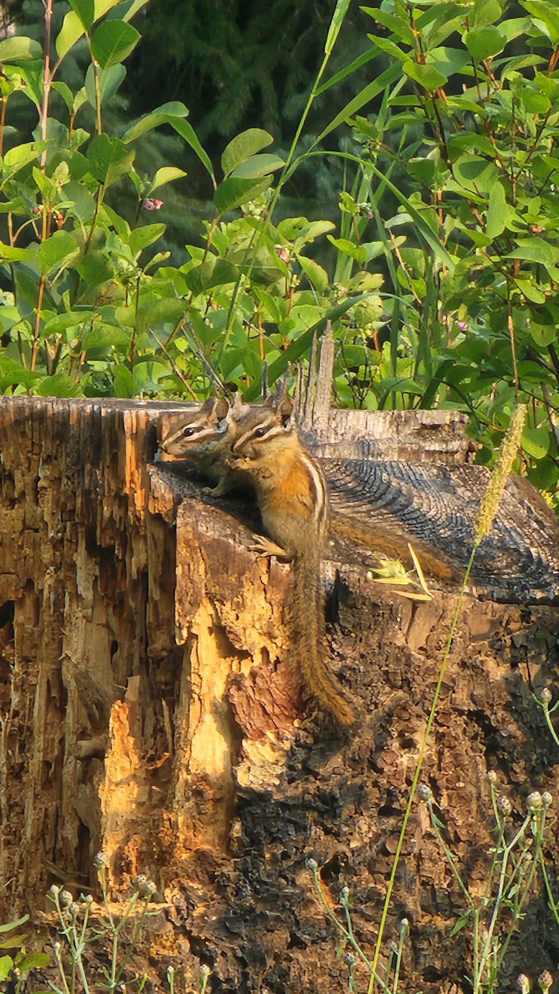 Pair of chipmunks that my wife snapped a few photos of.